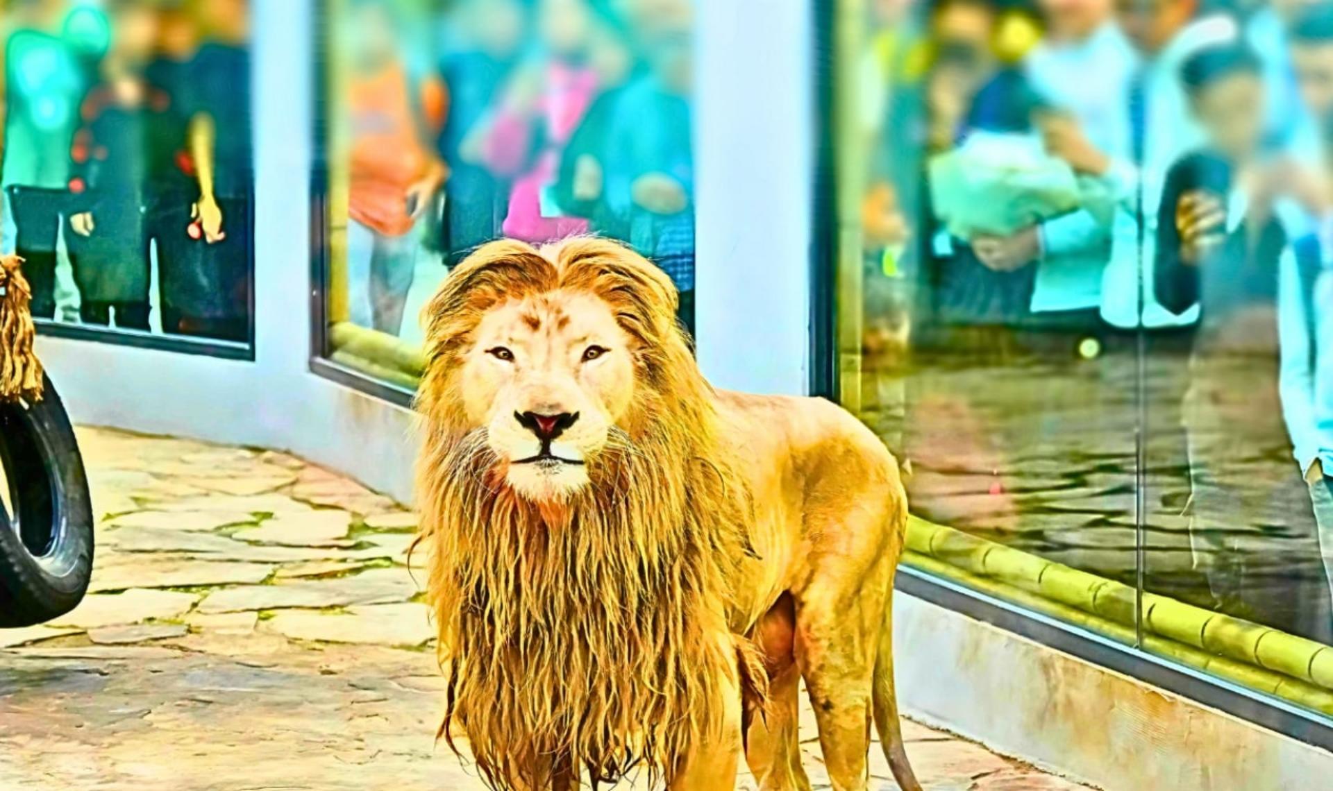 Lion Park Istanbul Zoo Ticket - Thumbnail 2