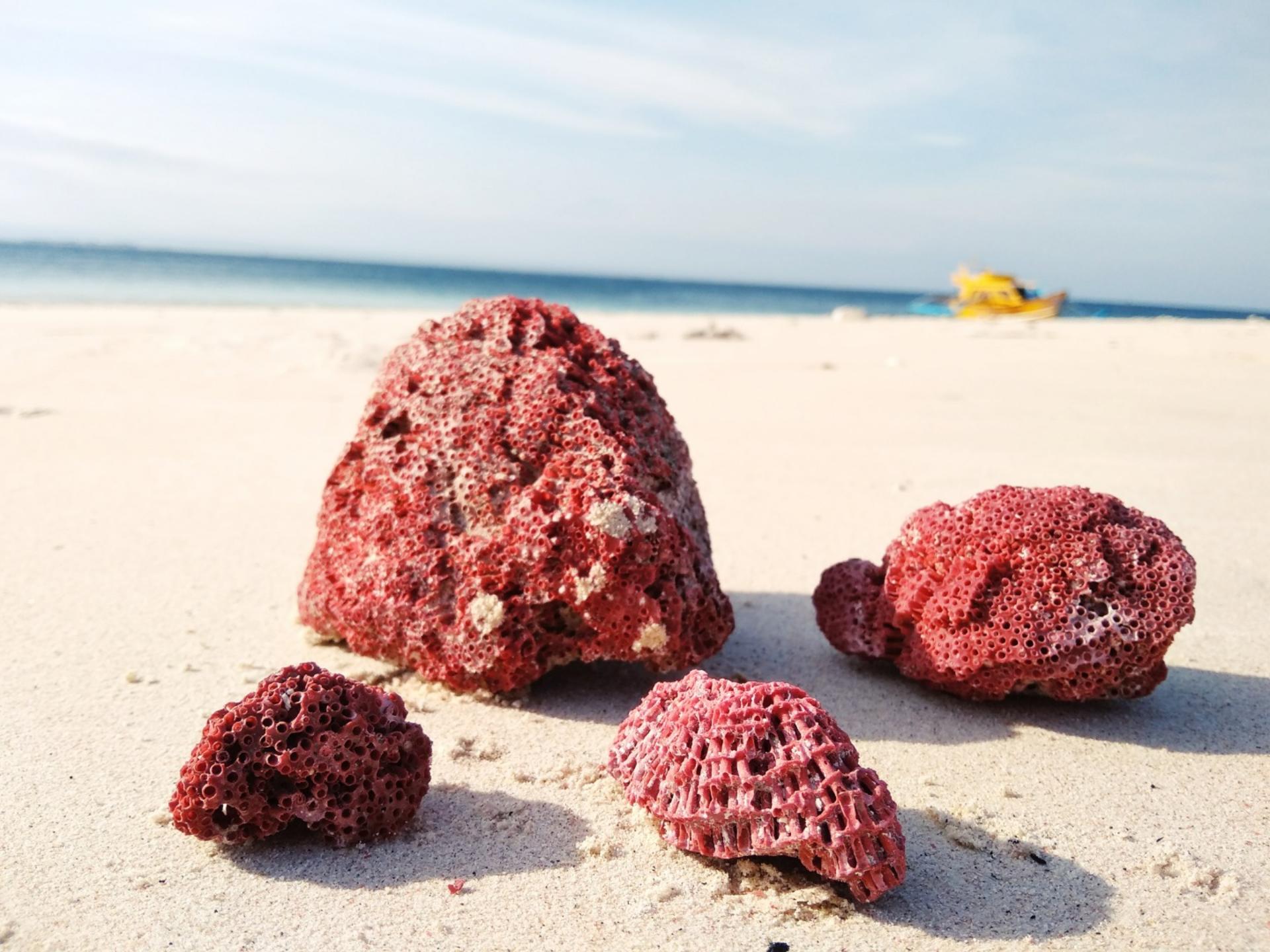 Pulau Pasir, Pink Beach, and Semangko Beach Private Tour in Lombok - Thumbnail 3