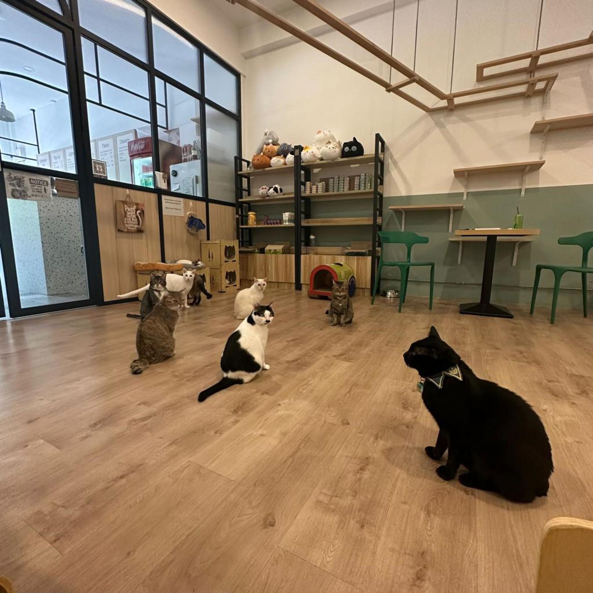 The Cat Cafe in Singapore  - Thumbnail 3