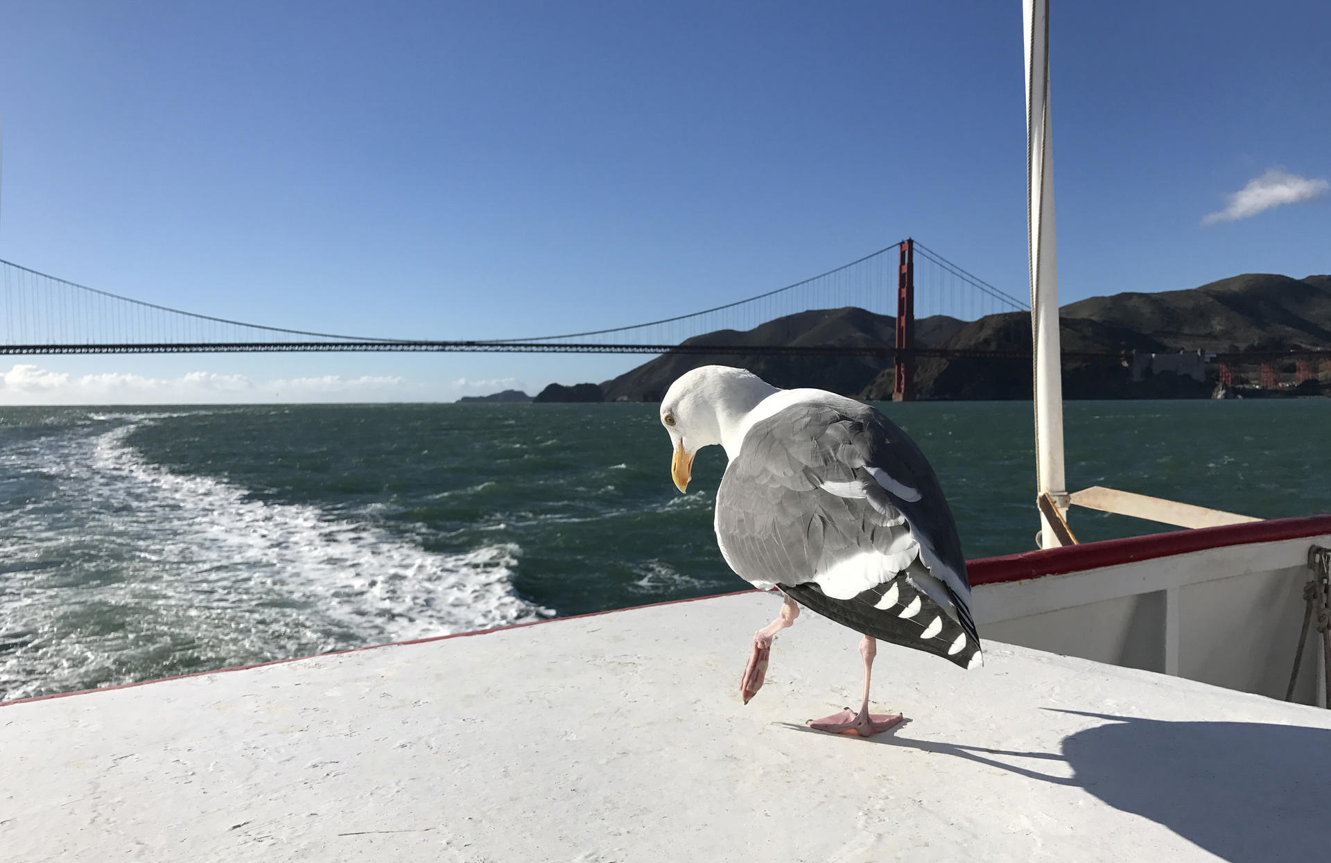 Golden Gate Bay Cruise in San Francisco - Thumbnail 5