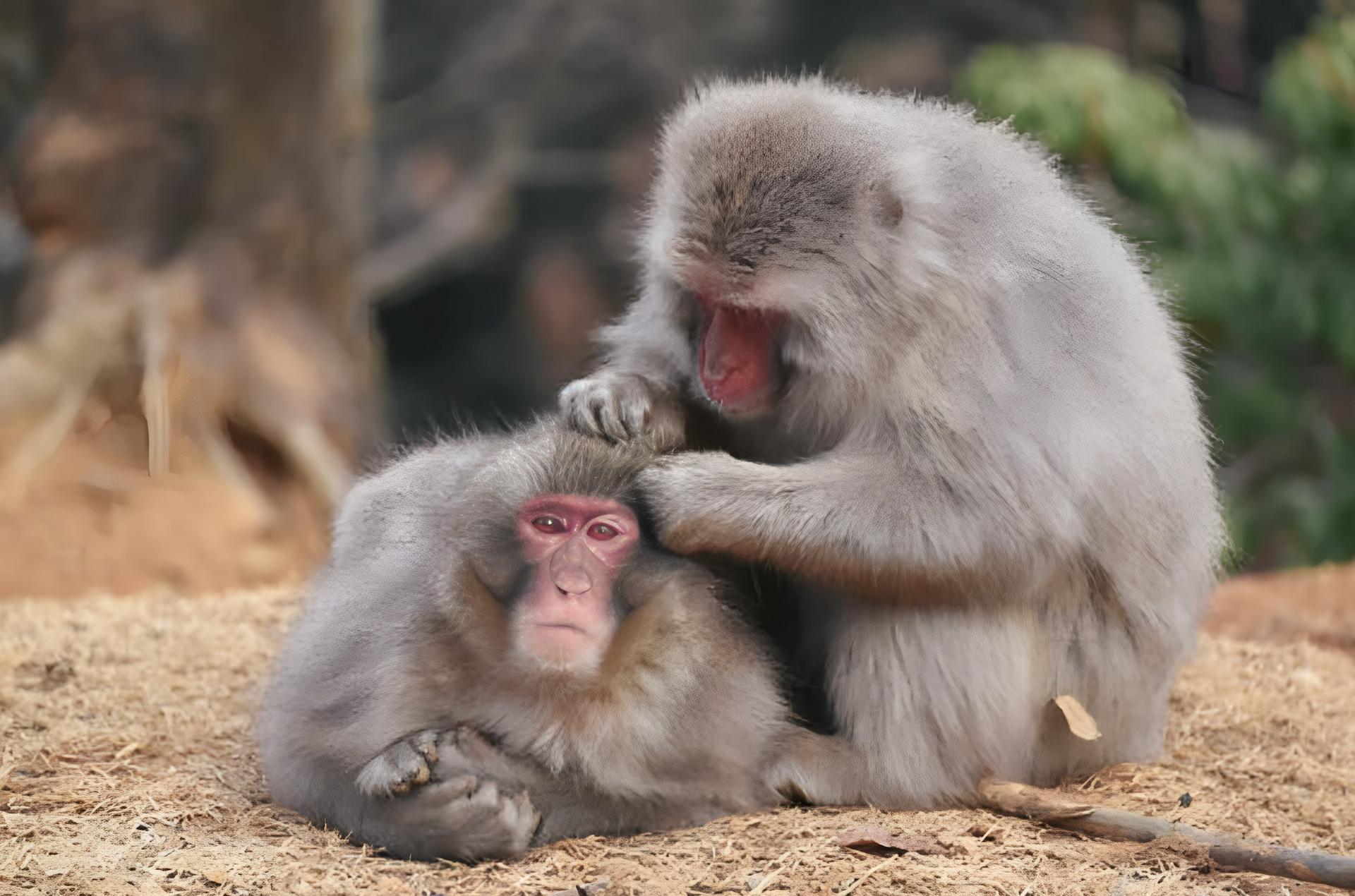 Kyoto: Arashiyama Unveiled – Bamboo, Temple, Matcha, Monkeys - Thumbnail 2