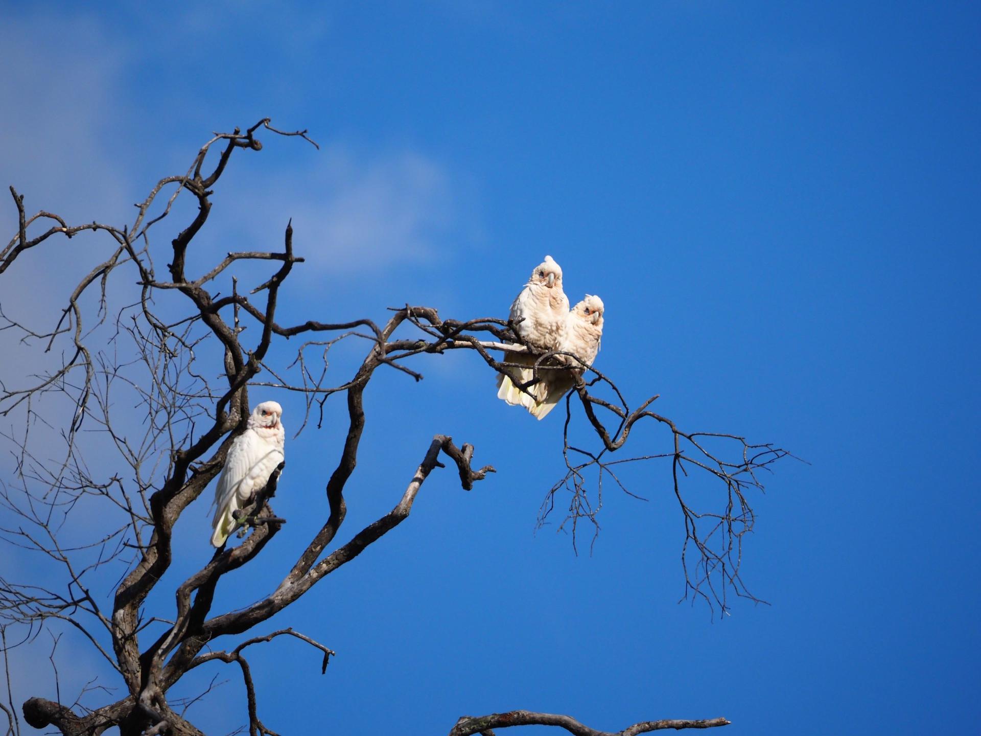 Sydney Wildlife Safari from Sydney - Thumbnail 17