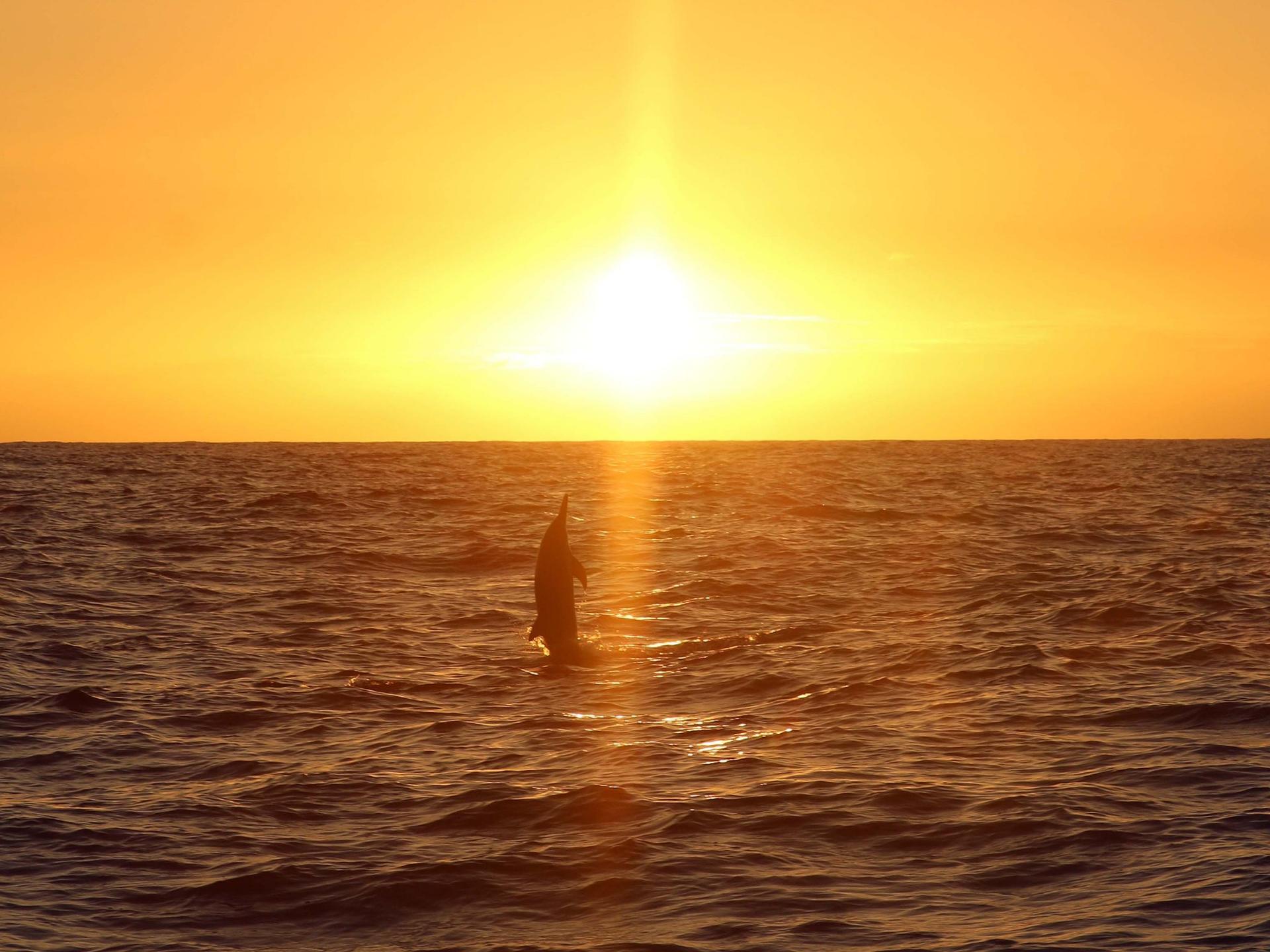 Luxury Sunset Snorkel Cruise with Dolphin Watch in Ko Olina - Thumbnail 4