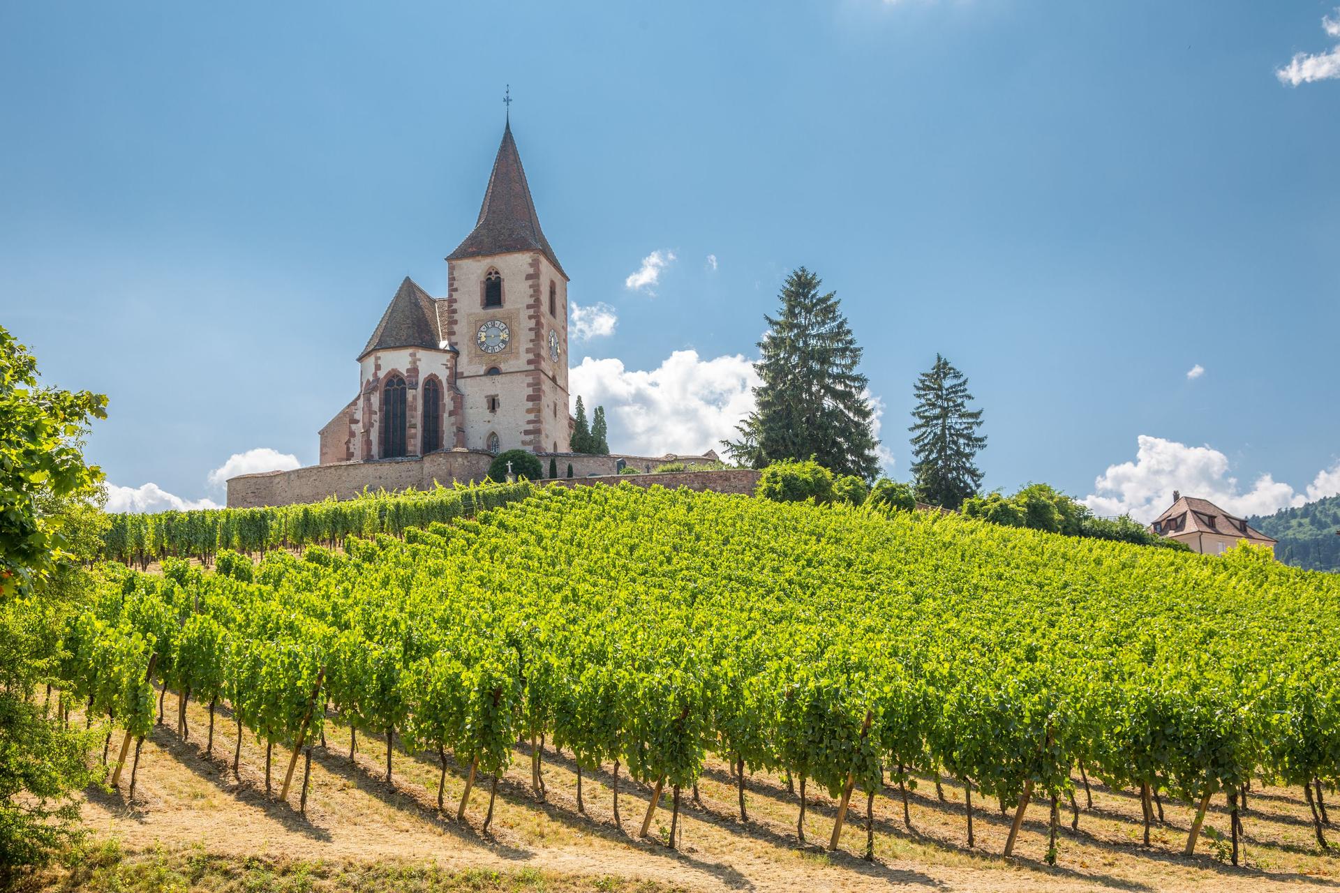 Alsace vineyard tour from Strasbourg - Thumbnail 5