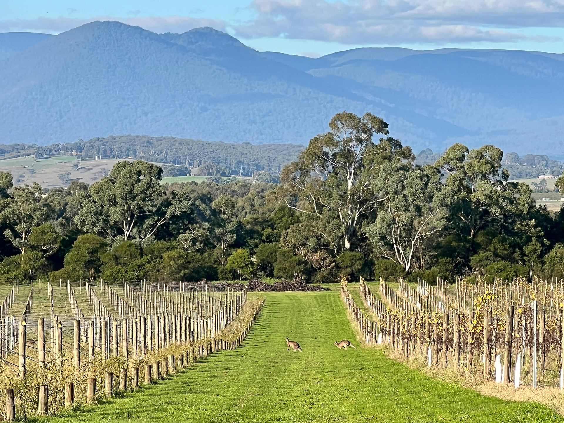 Relaxed Half Day Yarra Valley Wine Tour from Melbourne - Thumbnail 12