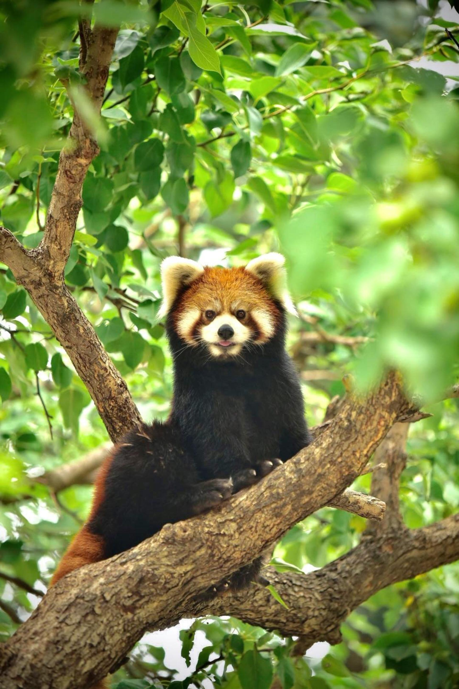 Beijing Wildlife Park Ticket - Thumbnail 4