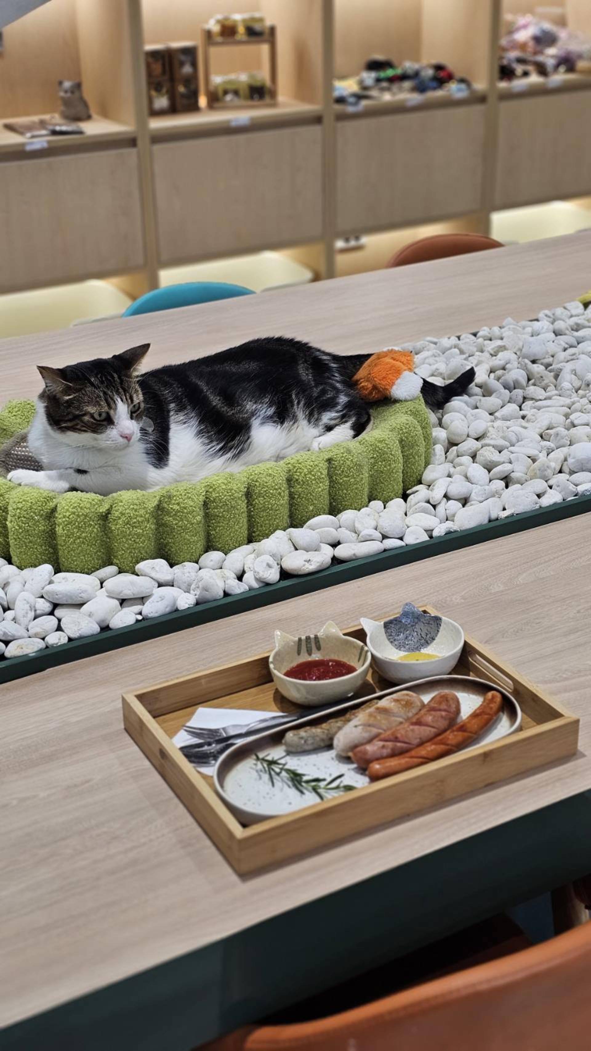 Asok Pethouse Cat Cafe, Bangkok (BTS Asok) - Thumbnail 21