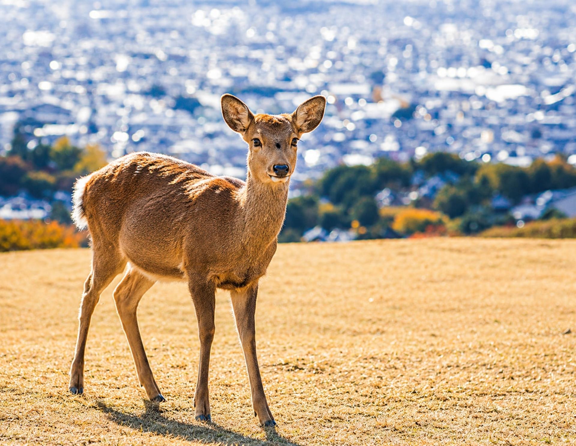 Arashiyama Bamboo Forest & Nara Park Deer & Fushimi Inari Shrine Torii Gate Day Tour (Departing from Osaka/Kyoto) - Thumbnail 10