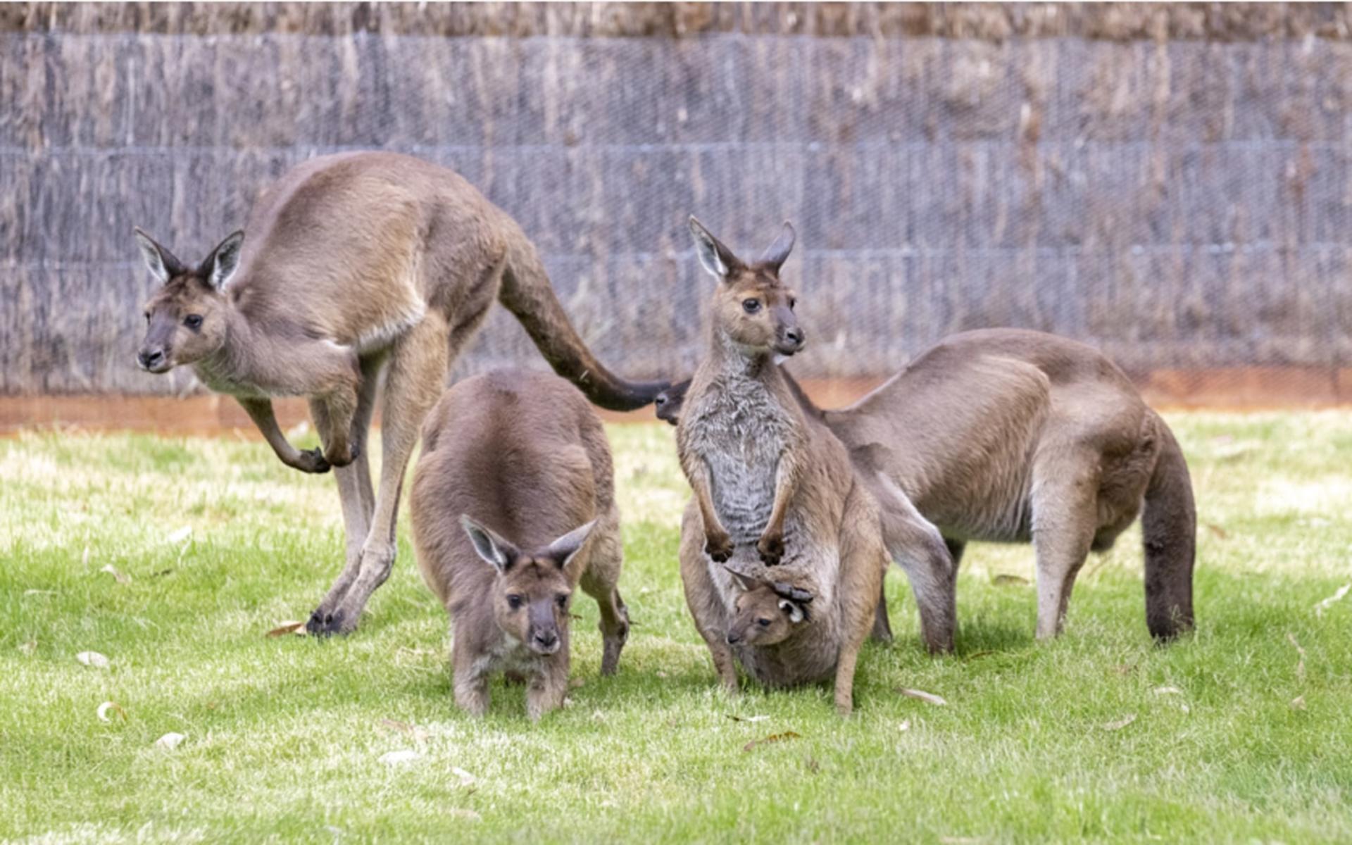 Melbourne Zoo Ticket  - Thumbnail 4