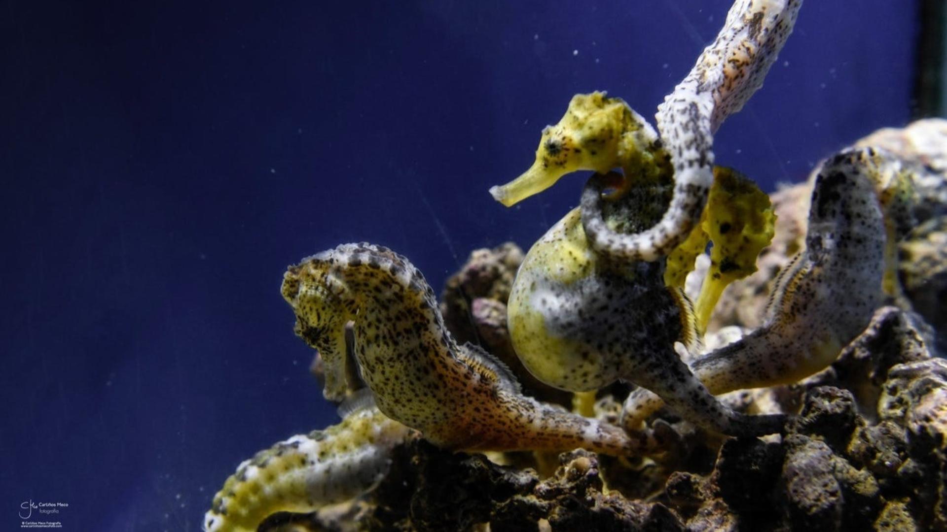 Grove Aquarium ticket in O Grove - Thumbnail 4