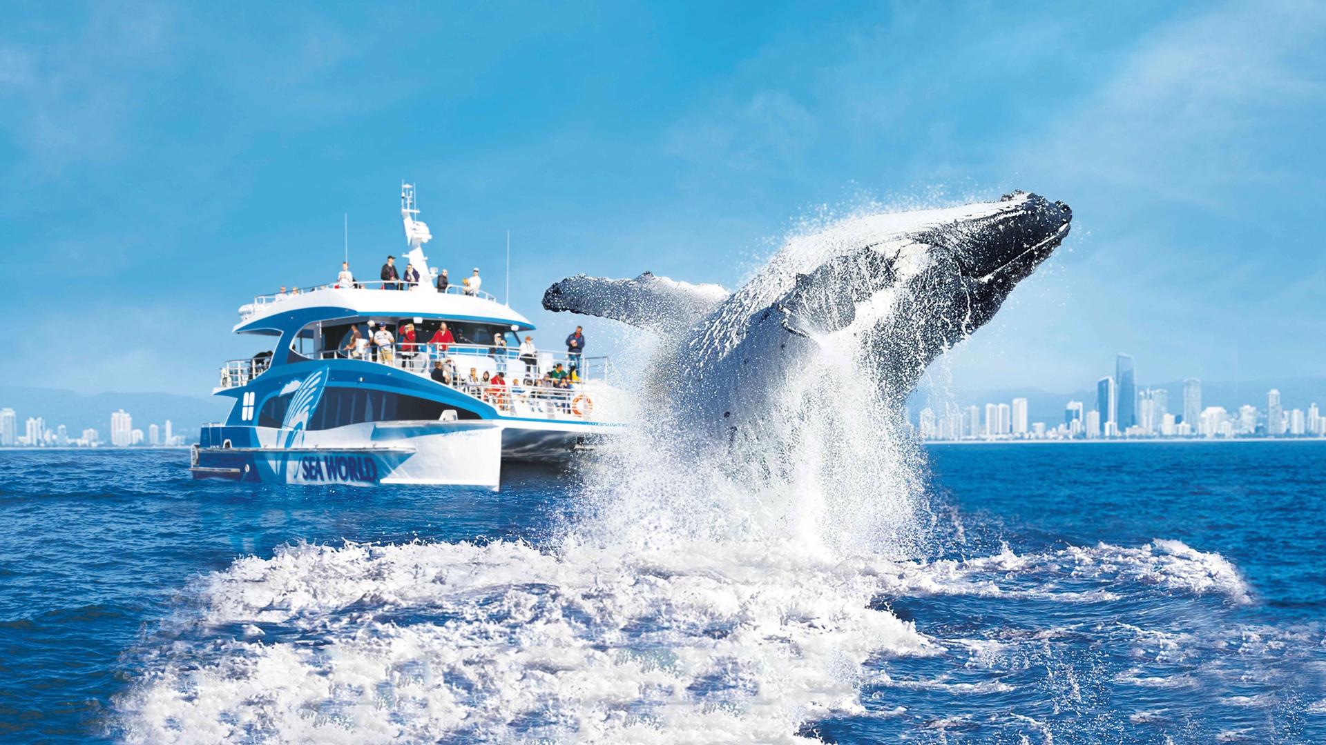 Sea World Whale Watching Cruise - Image 1