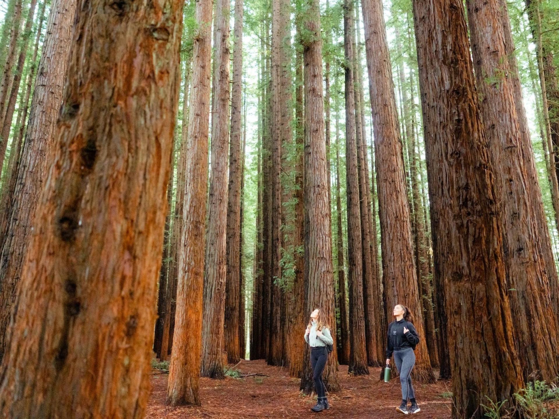 Yarra Valley Small-Group Day Tour with Redwoods, Wine, & Wildlife - Thumbnail 27