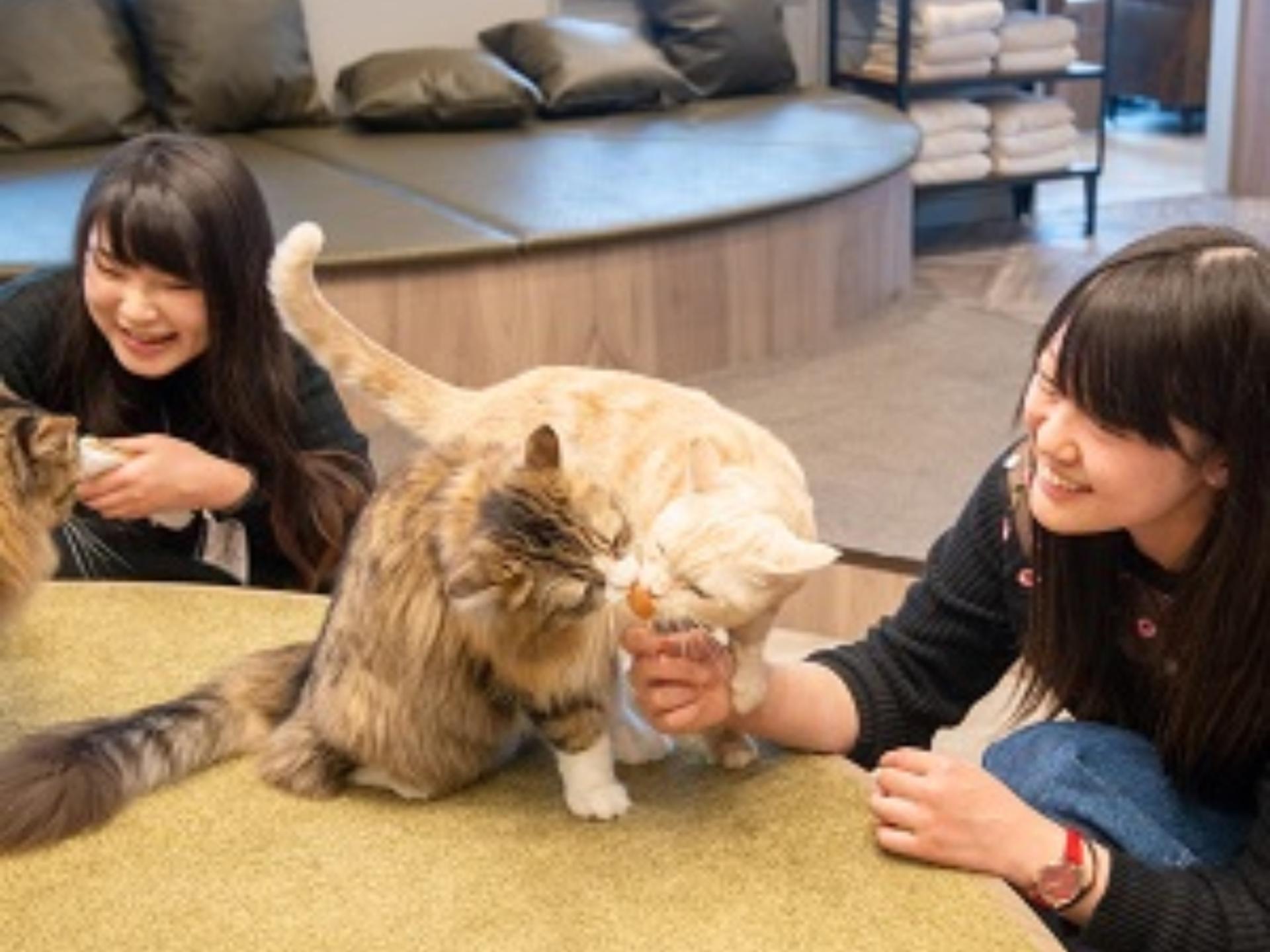 Cat Cafe MOCHA Lounge Shibuya Koen-dori in Tokyo - Thumbnail 3