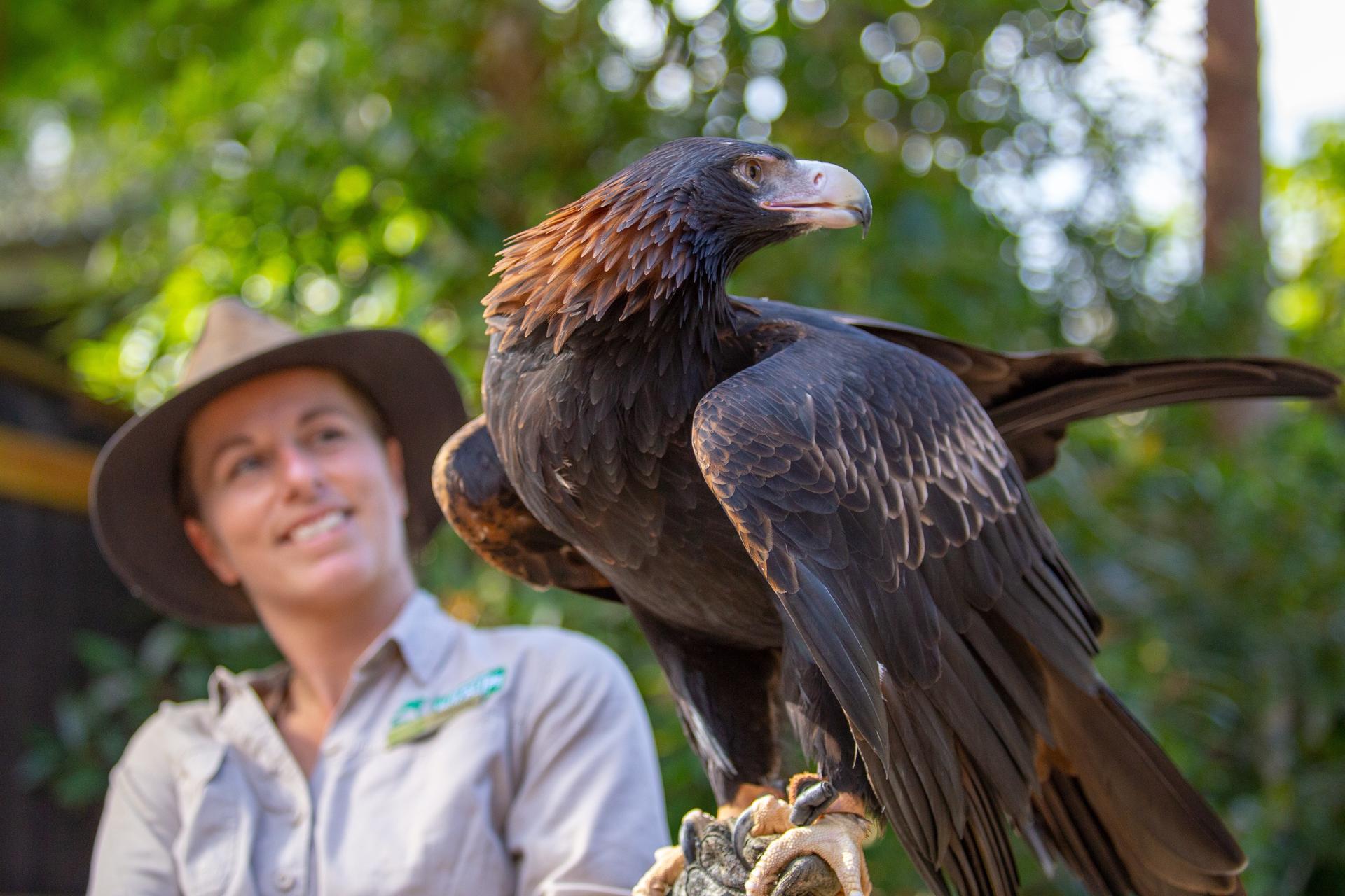 Currumbin Wildlife Sanctuary Ticket - Thumbnail 11