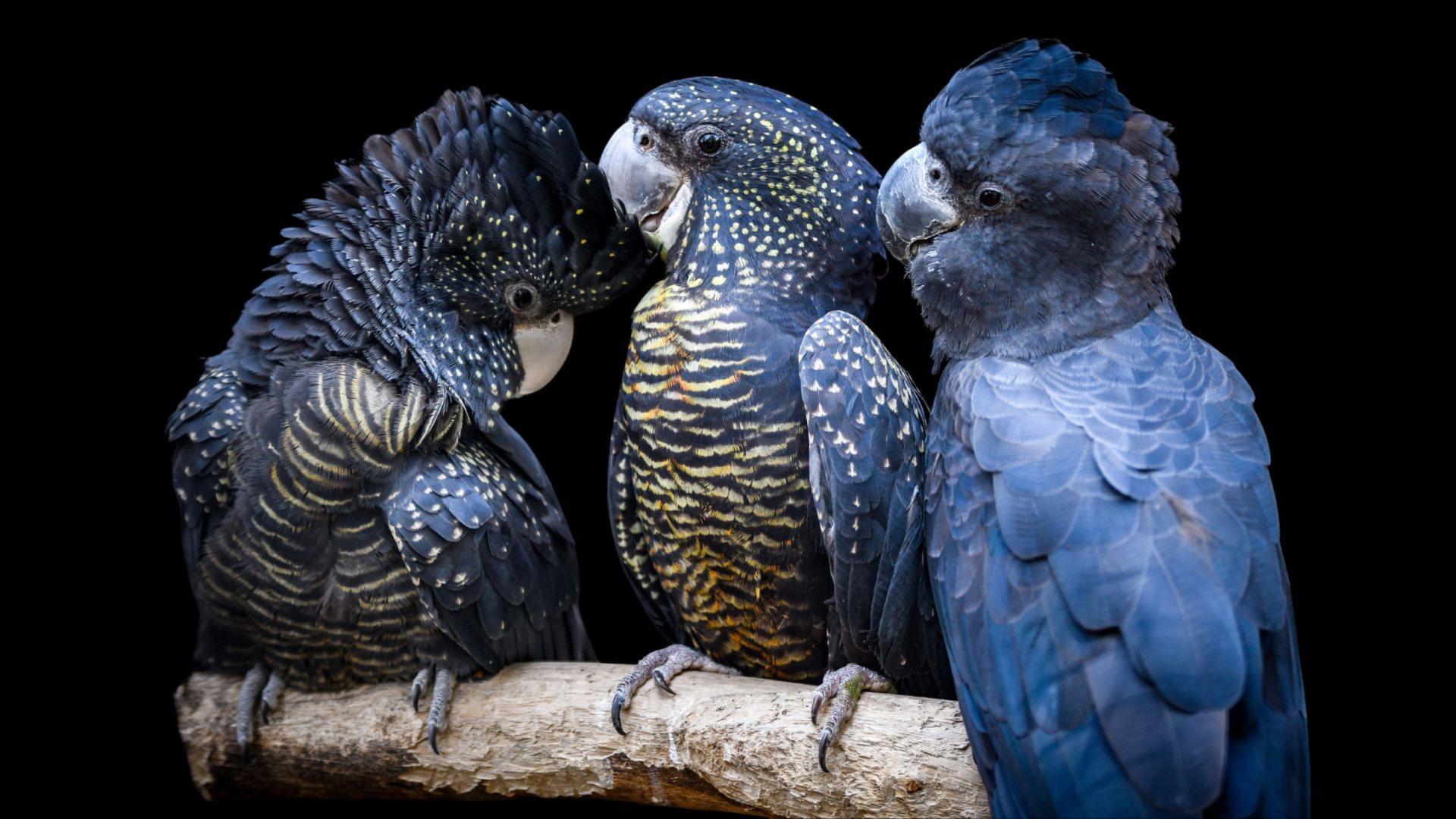 Featherdale Sydney Wildlife Park Ticket - Thumbnail 3