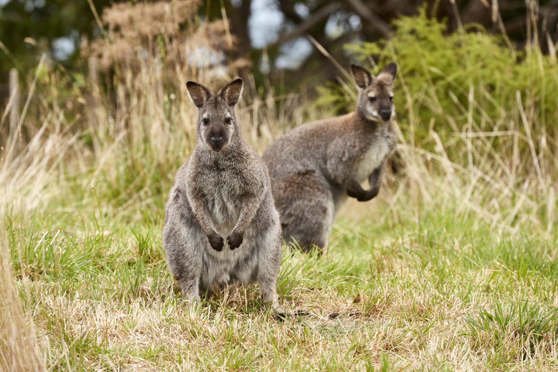 Wildlife Wonders Great Ocean Road   - Thumbnail 6