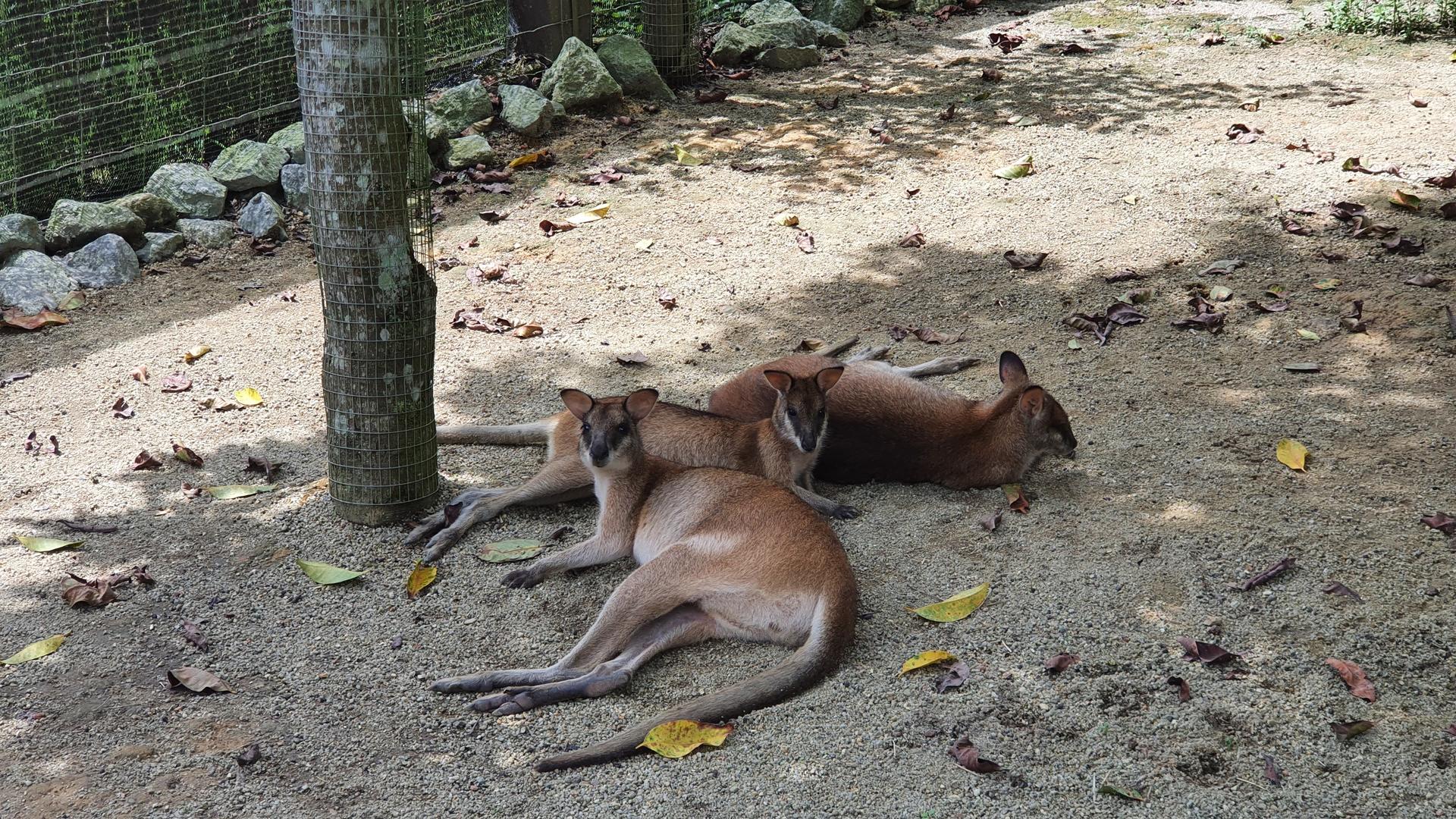 The Bentong Farm Ticket in Pahang - Thumbnail 20
