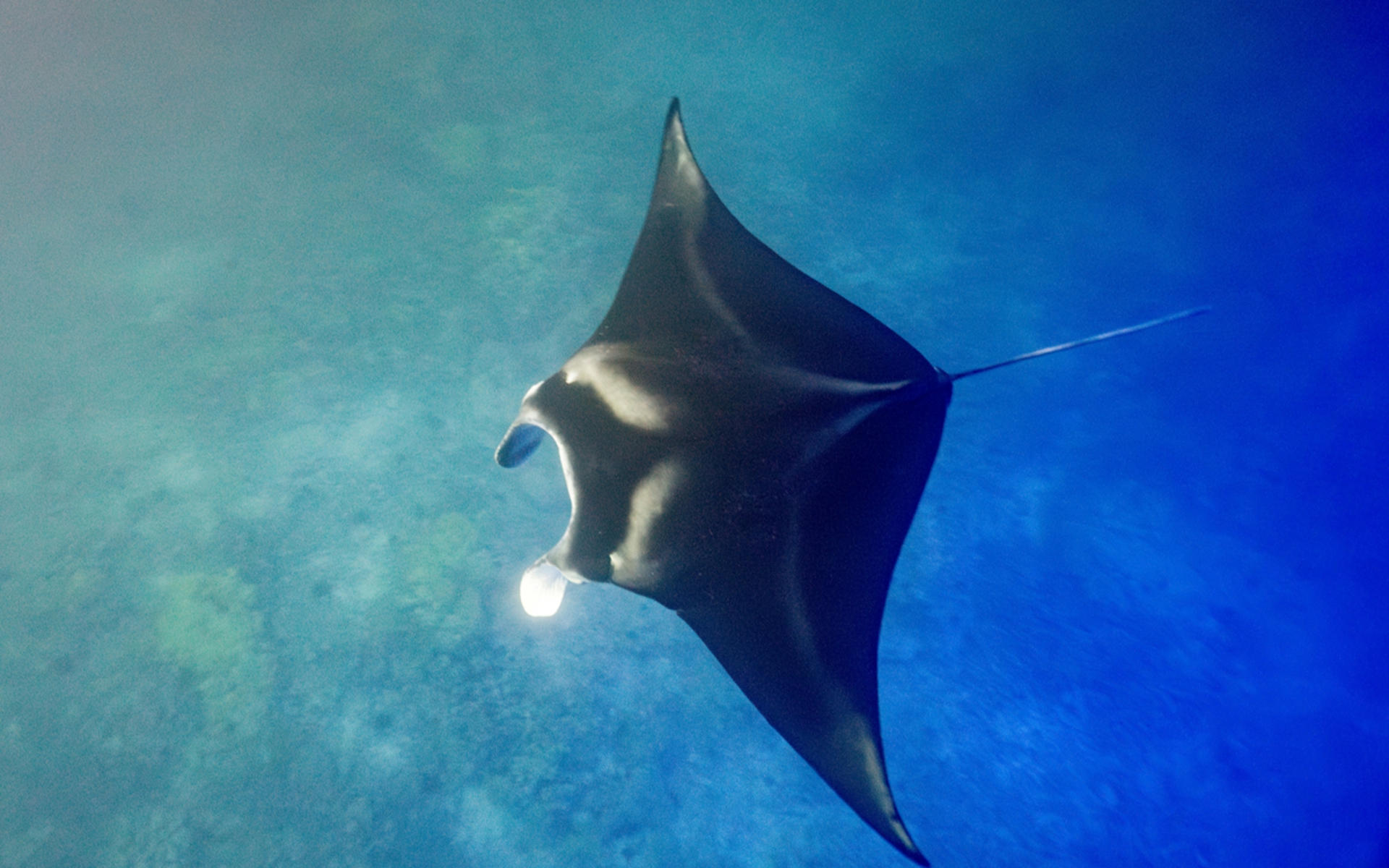 Manta Ray Snorkeling Experience in Kona - Thumbnail 3