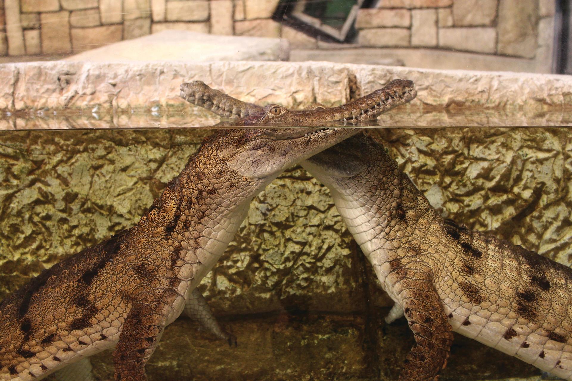 Shark Reef Aquarium Admission in Las Vegas - Thumbnail 3