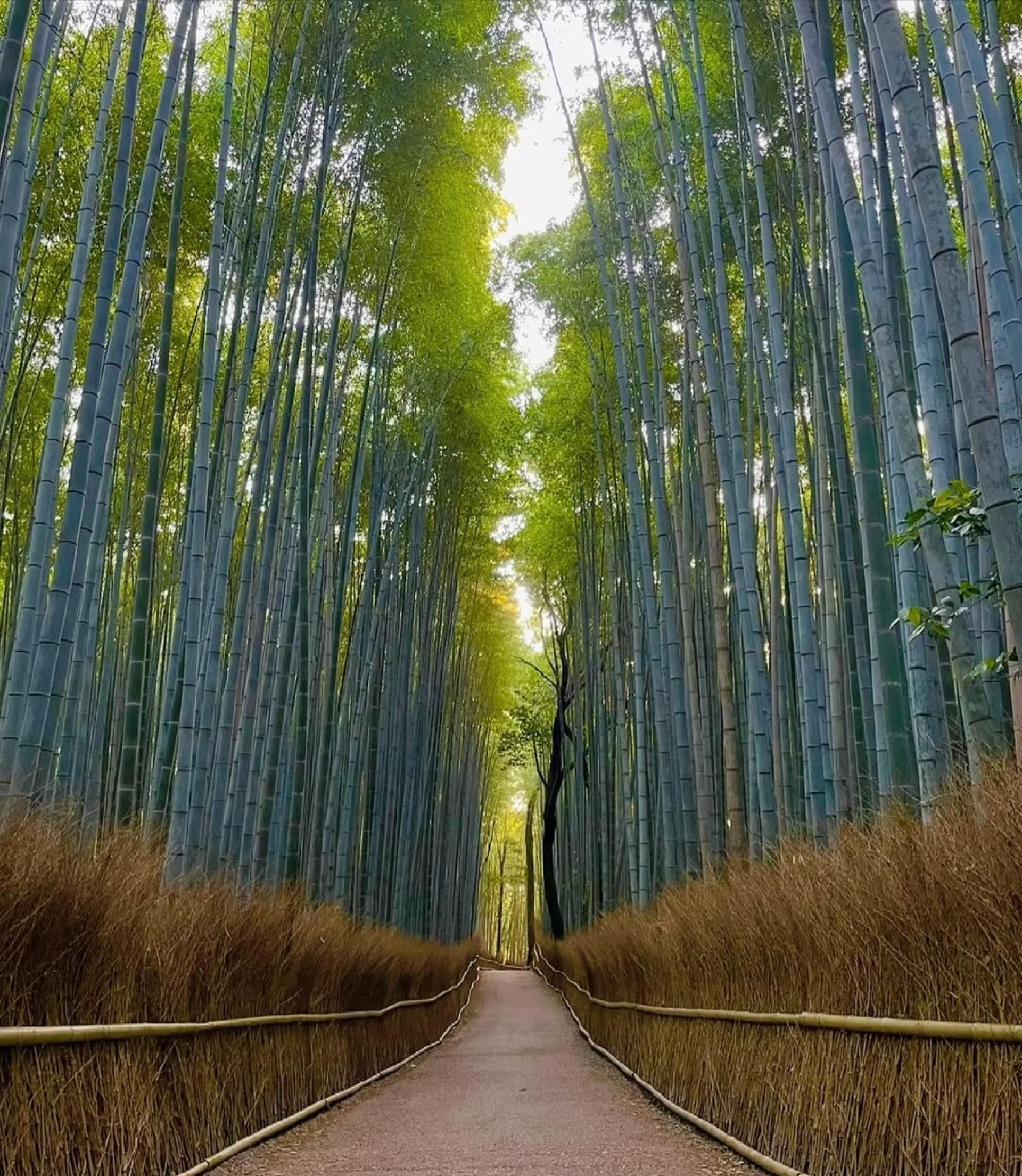 Kyoto one-day private tour (1~4 people) - Thumbnail 18