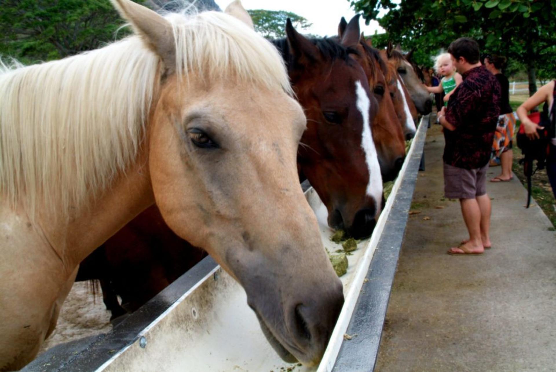 Kualoa Jurassic Valley Horseback Guided Tour - Thumbnail 5