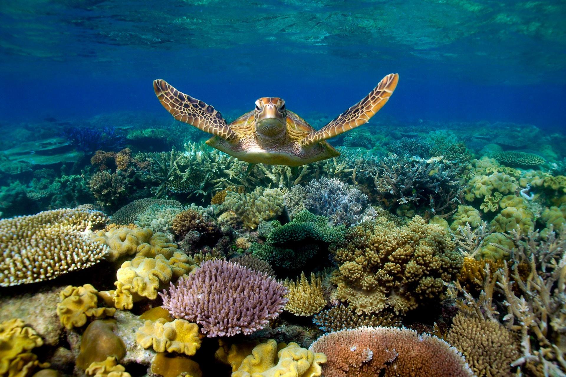 Great Barrier Reef Half Day and Full Day Tours - Thumbnail 6