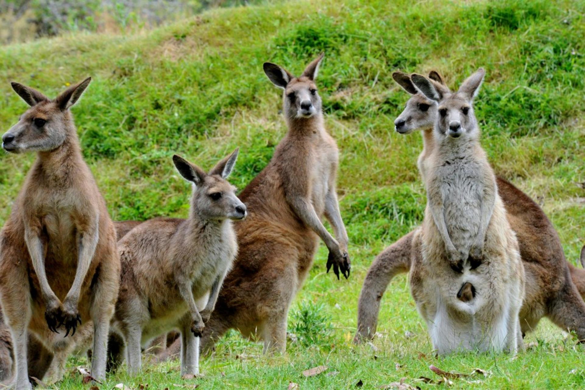 Healesville Sanctuary & Phillip Island Wildlife Guided Day Tour - Thumbnail 4