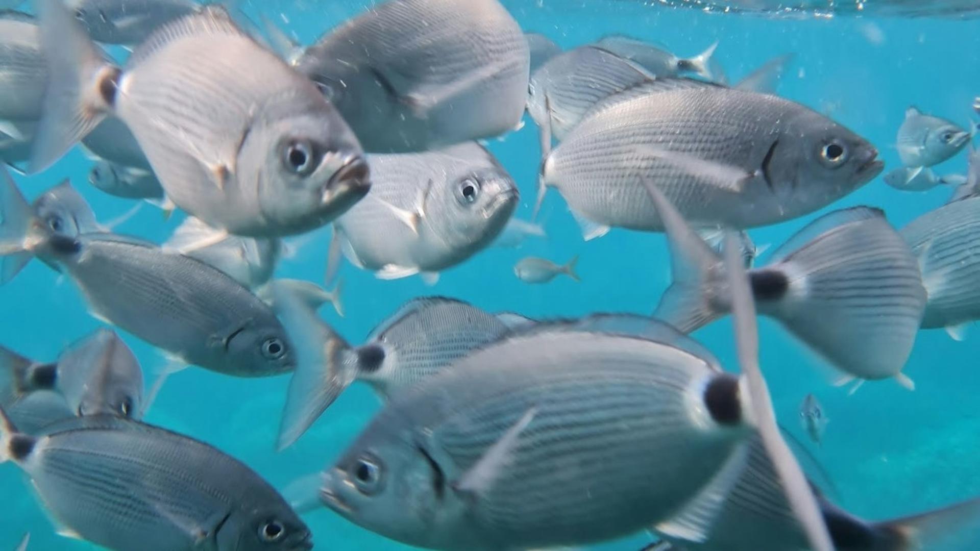 Glass-bottom boat trip experience in Cap Norfeu  - Thumbnail 5