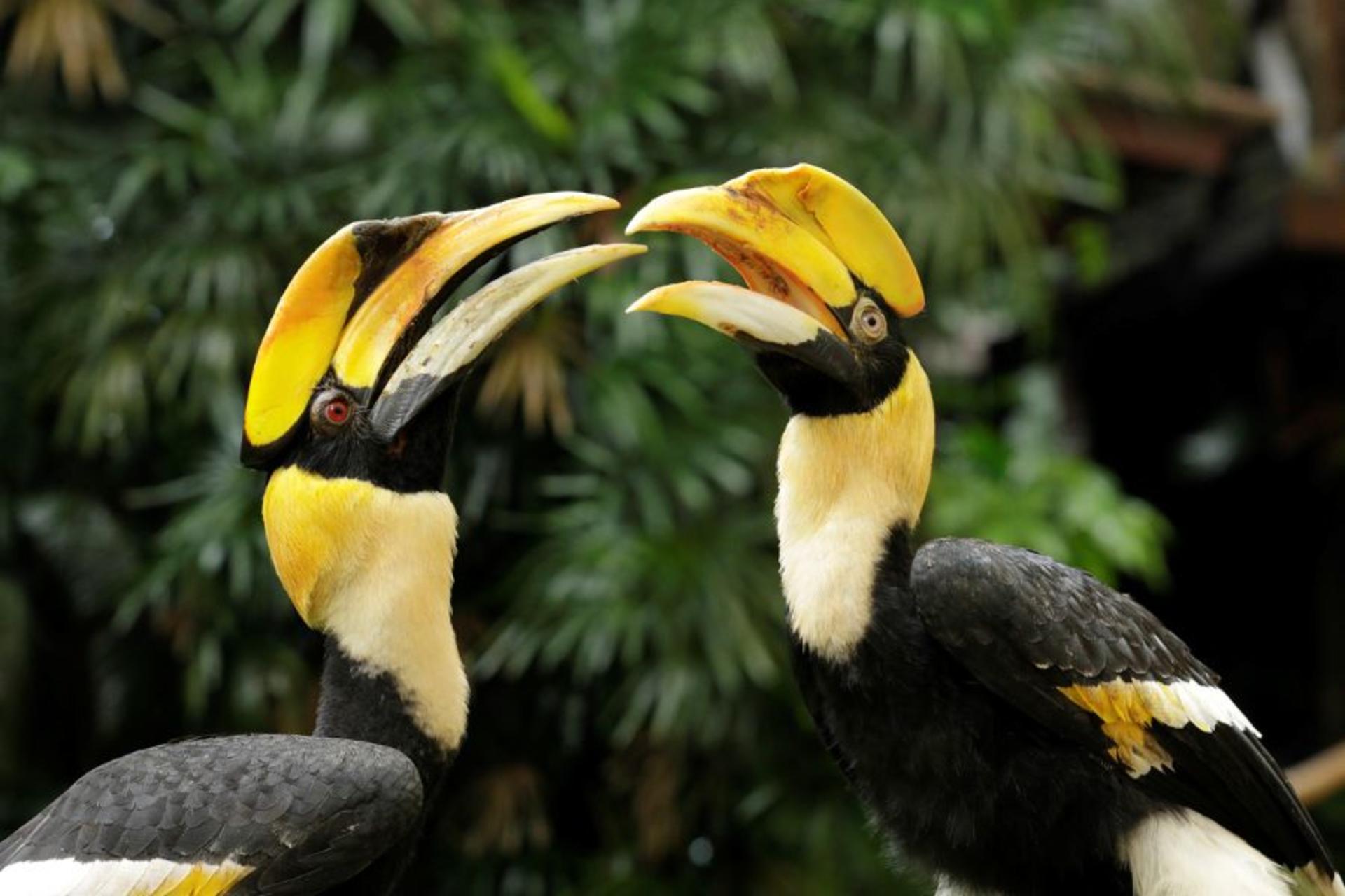 Bird Paradise Ticket | Mandai Wildlife Reserve, Singapore - Thumbnail 44