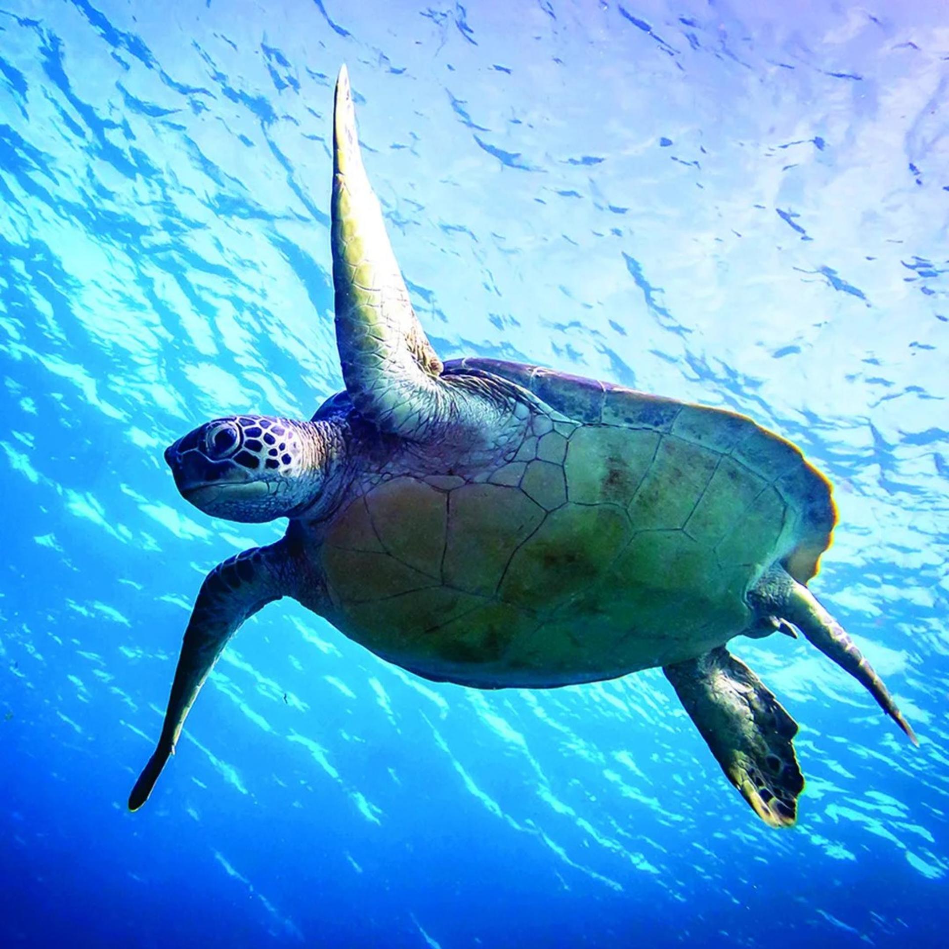 Full Day Dive Trip from Labuan Bajo by Dragon Dive Komodo - Thumbnail 7