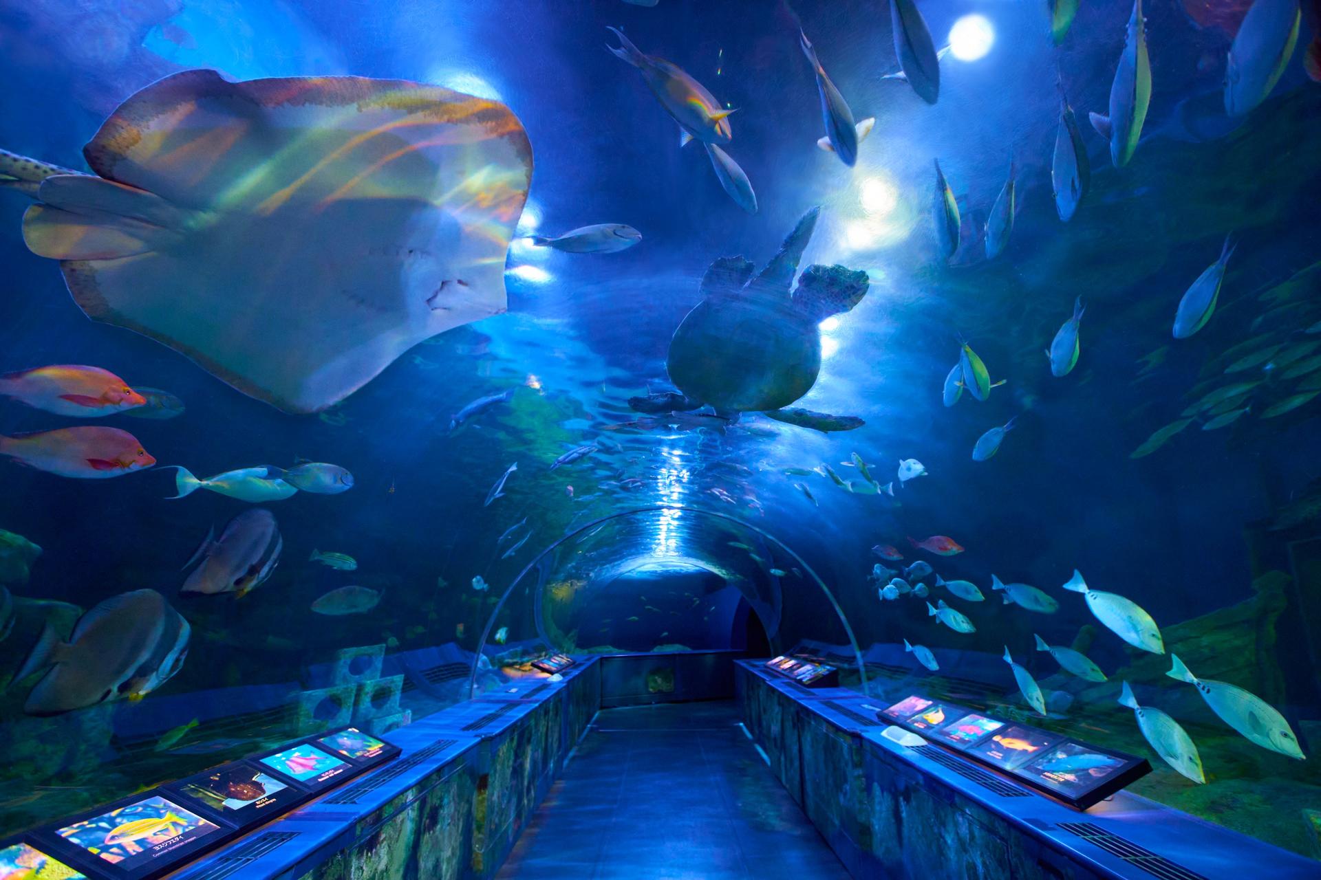 Shinagawa Aquarium Admission Ticket in Tokyo - Thumbnail 6