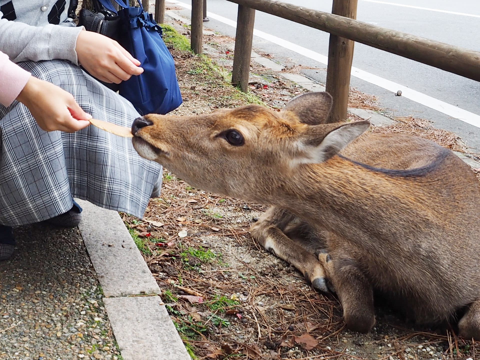 Kyoto Fushimi Inari Shrine Senbon Torii & Arashiyama Bamboo Forest Togetsukyo Bridge & Nara Park Todai-ji Temple Day Tour [A5 Black Wagyu "Kobe Beef" Upgrade Available (Osaka/Kyoto Departure)] - Thumbnail 8
