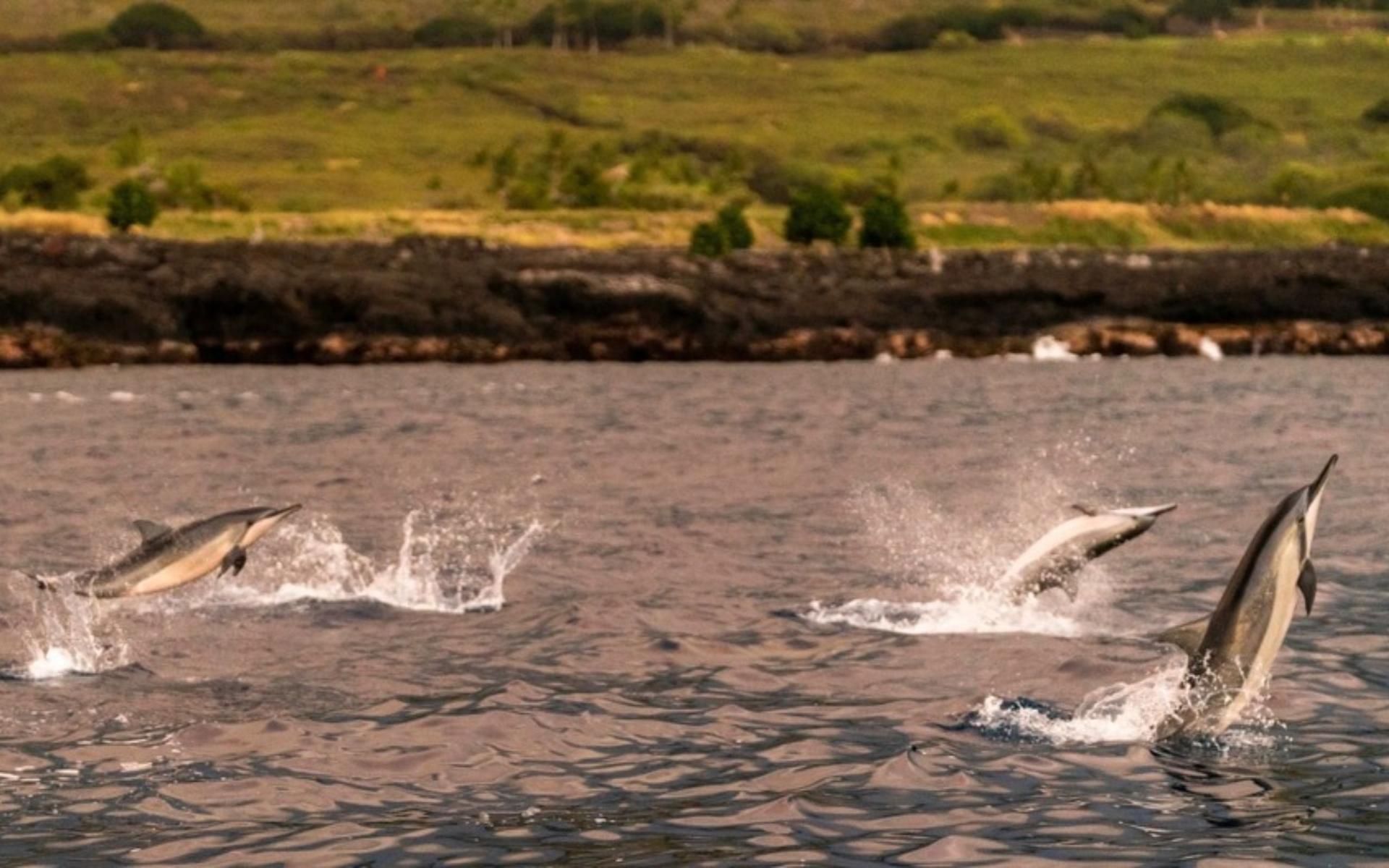 Kona sunset cruise in Big Island - Thumbnail 2