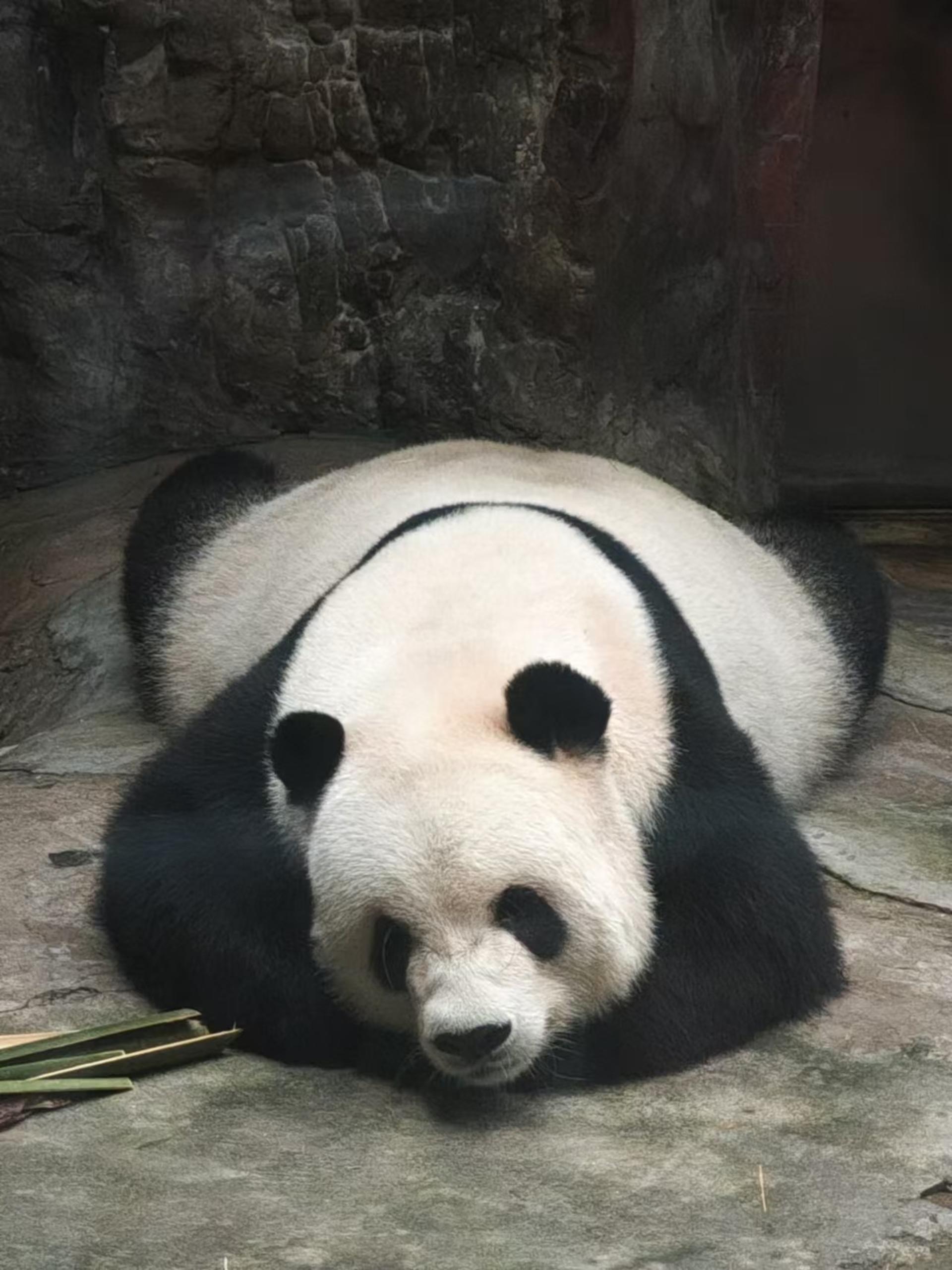 Beijing Giant Panda, Summer Palace & Temple of Heaven One-Day Private Tour - Thumbnail 2