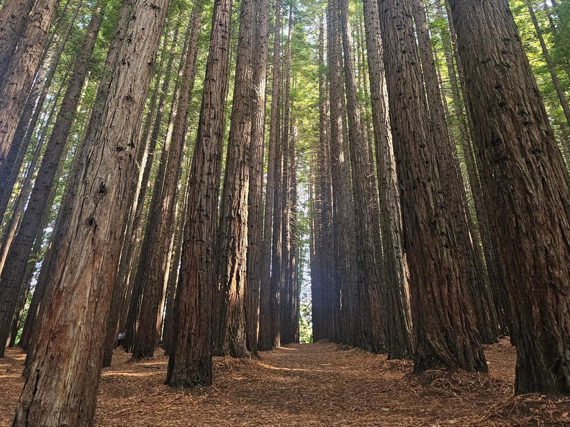 Yarra Valley Small-Group Day Tour with Redwoods, Wine, & Wildlife - Thumbnail 24