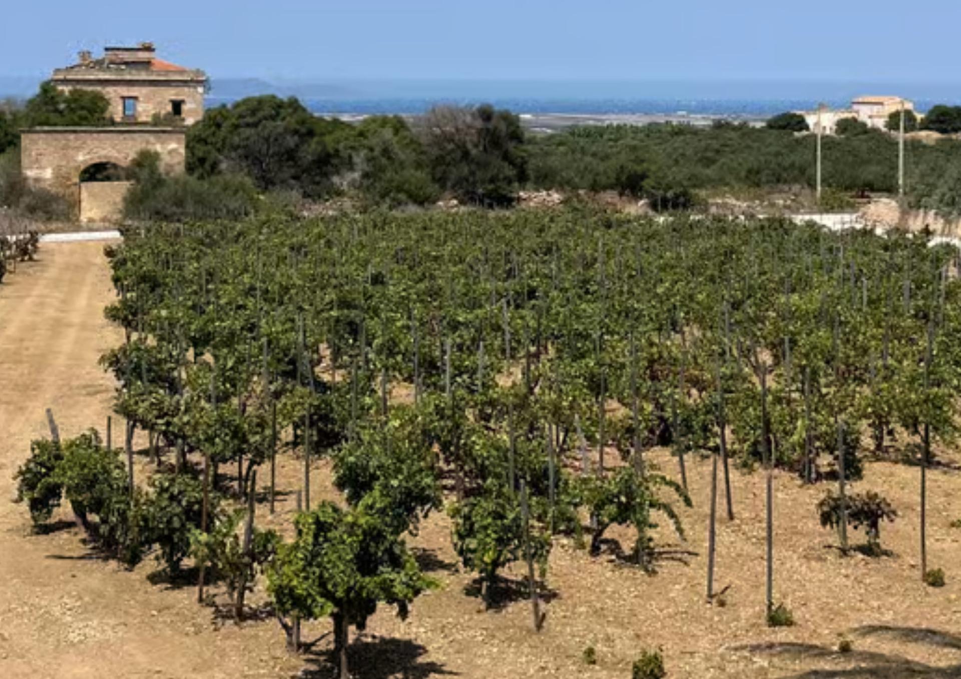 Palermo Erice Hilltop Town & Marsala Salt Pans Tour with Lunch  - Thumbnail 3