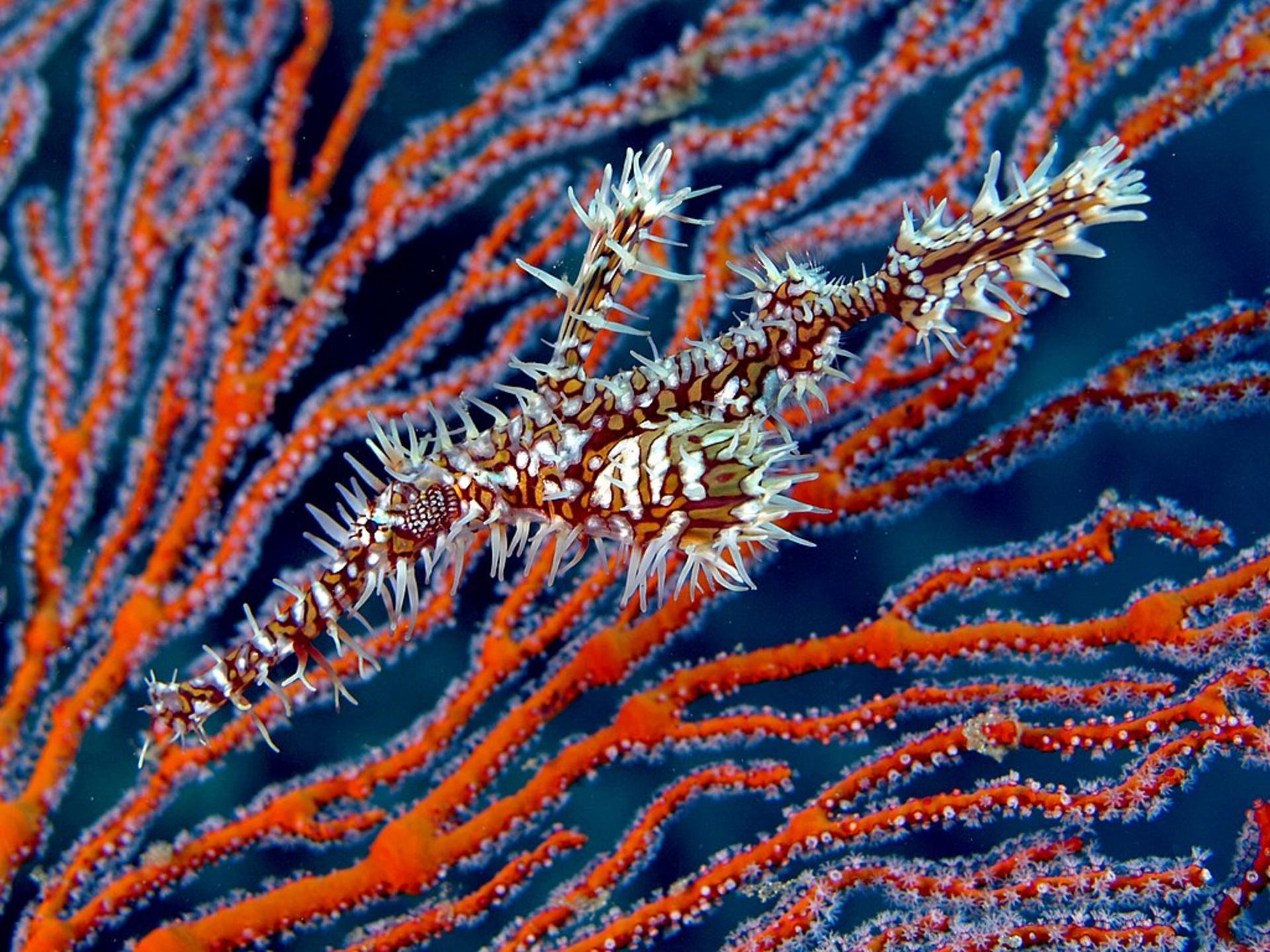 Full-Day Dive Trip in Manggarai with PADI Dive Center - Thumbnail 8