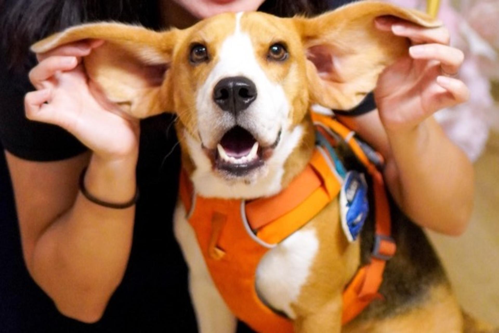 Hong Kong Kwun Tong Pet Photography (STUDIO) - Thumbnail 9
