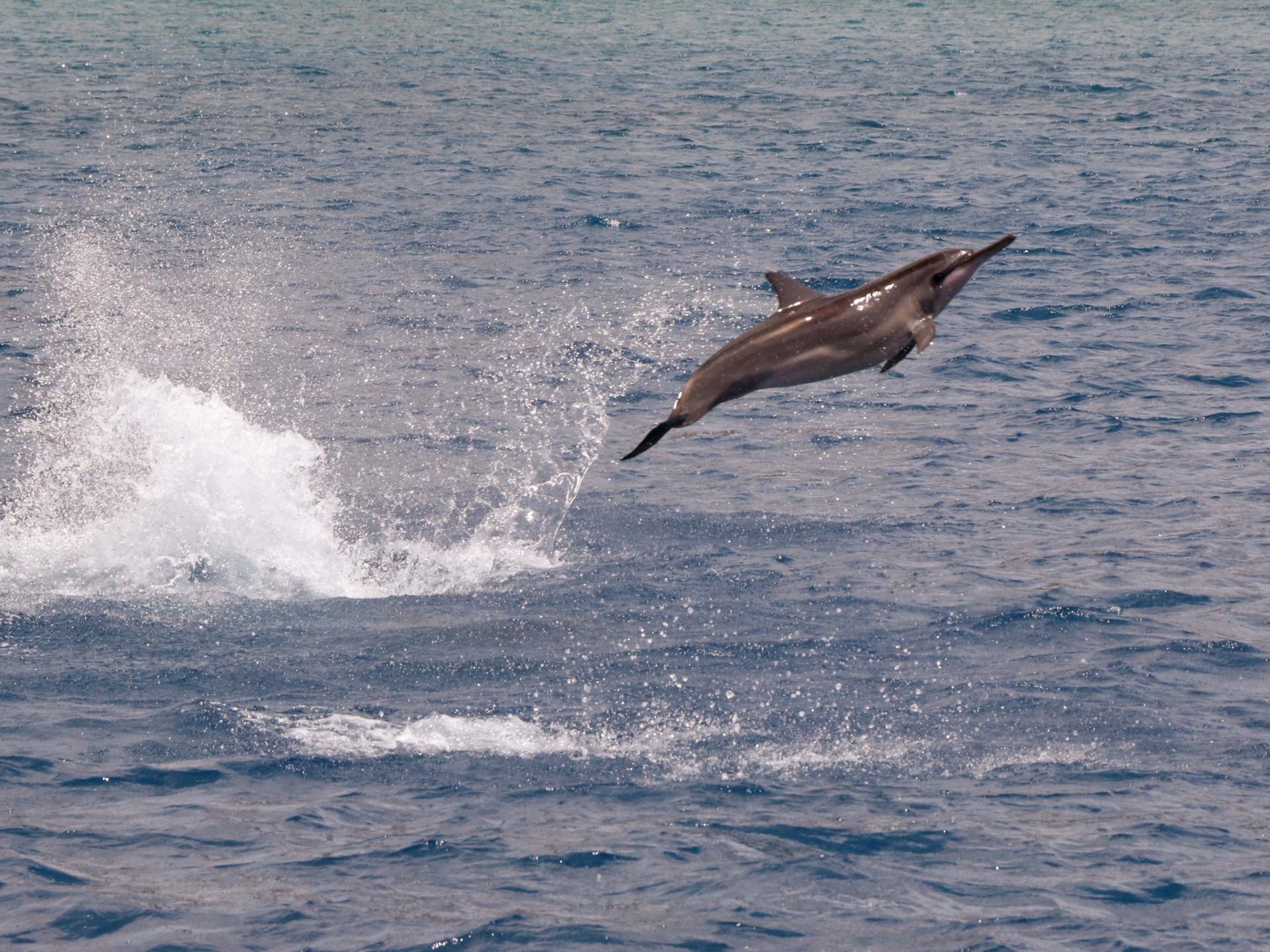 Luxury Morning Snorkel Cruise with Dolphin Watching in Oahu - Thumbnail 17