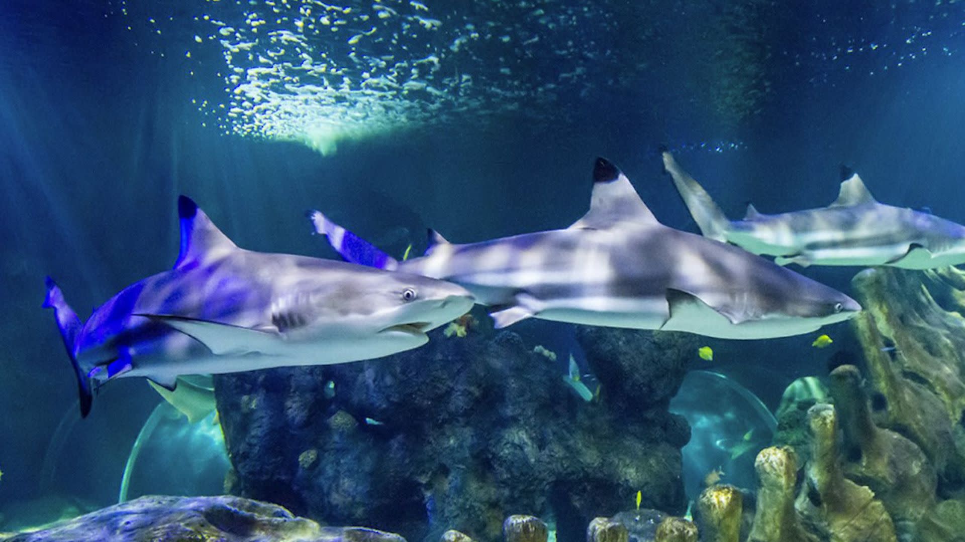 Sea Life Benalmadena Ticket - Thumbnail 2