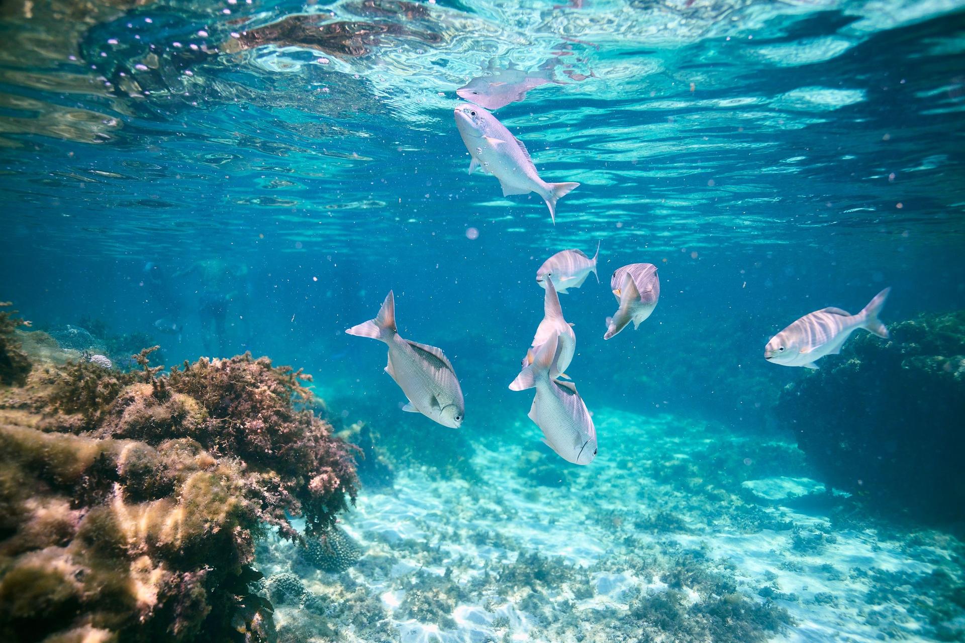 Rottnest Island Guided Snorkelling Tour - Thumbnail 19