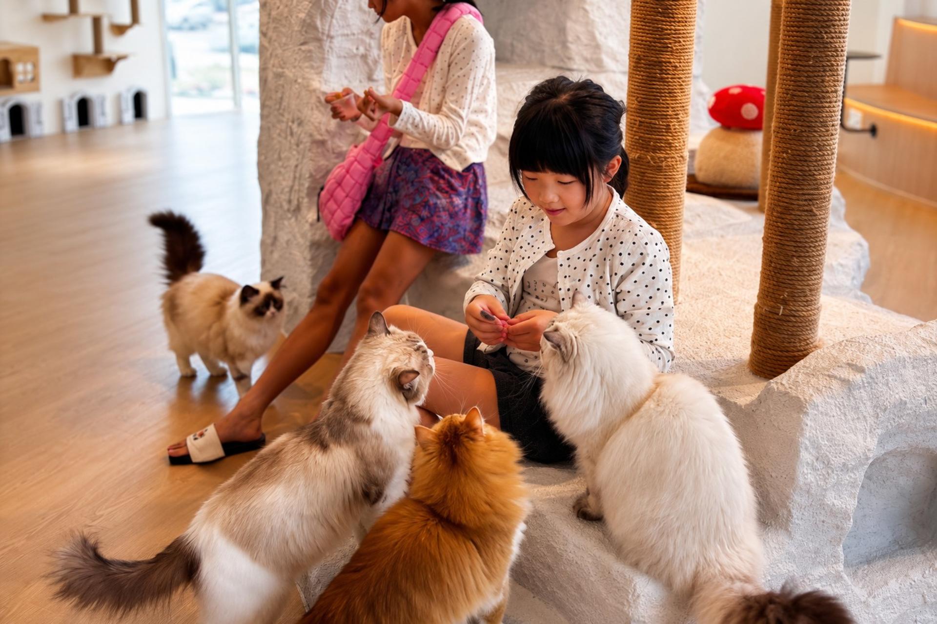 Meow Lounge Cat Cafe Experience in Melaka - Thumbnail 2