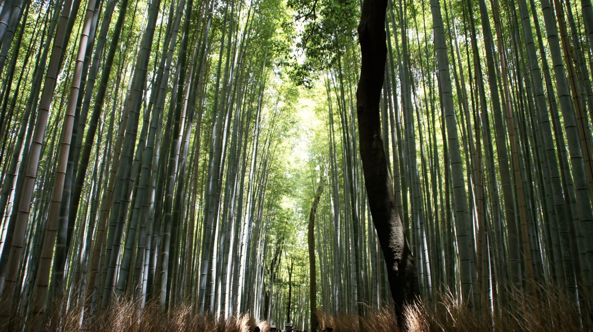 Kyoto: Arashiyama Bamboo, Matcha, Monkeys & Temple Tour - Thumbnail 10