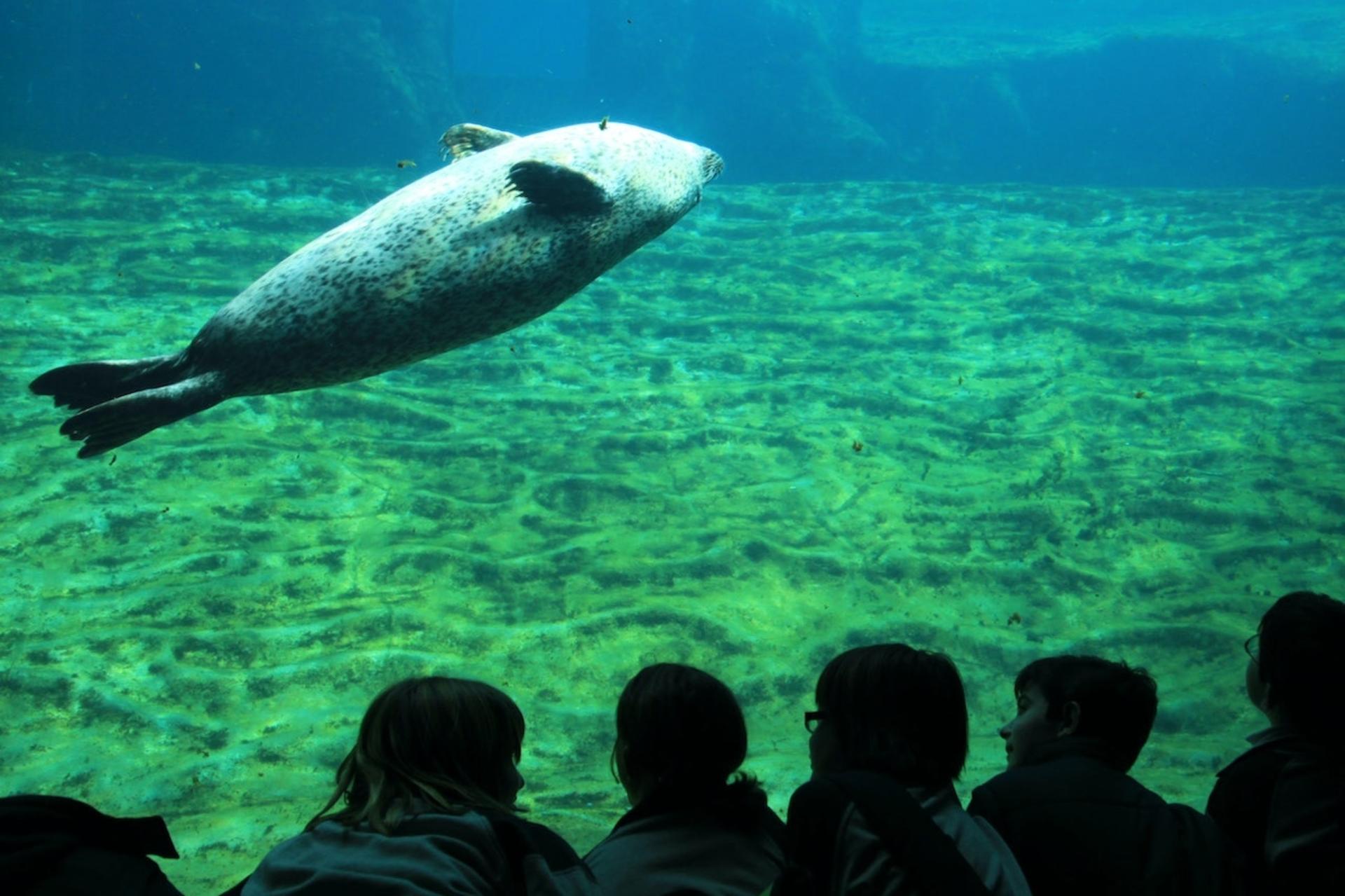 Oceanografic Aquarium Admission in Valencia - Thumbnail 2