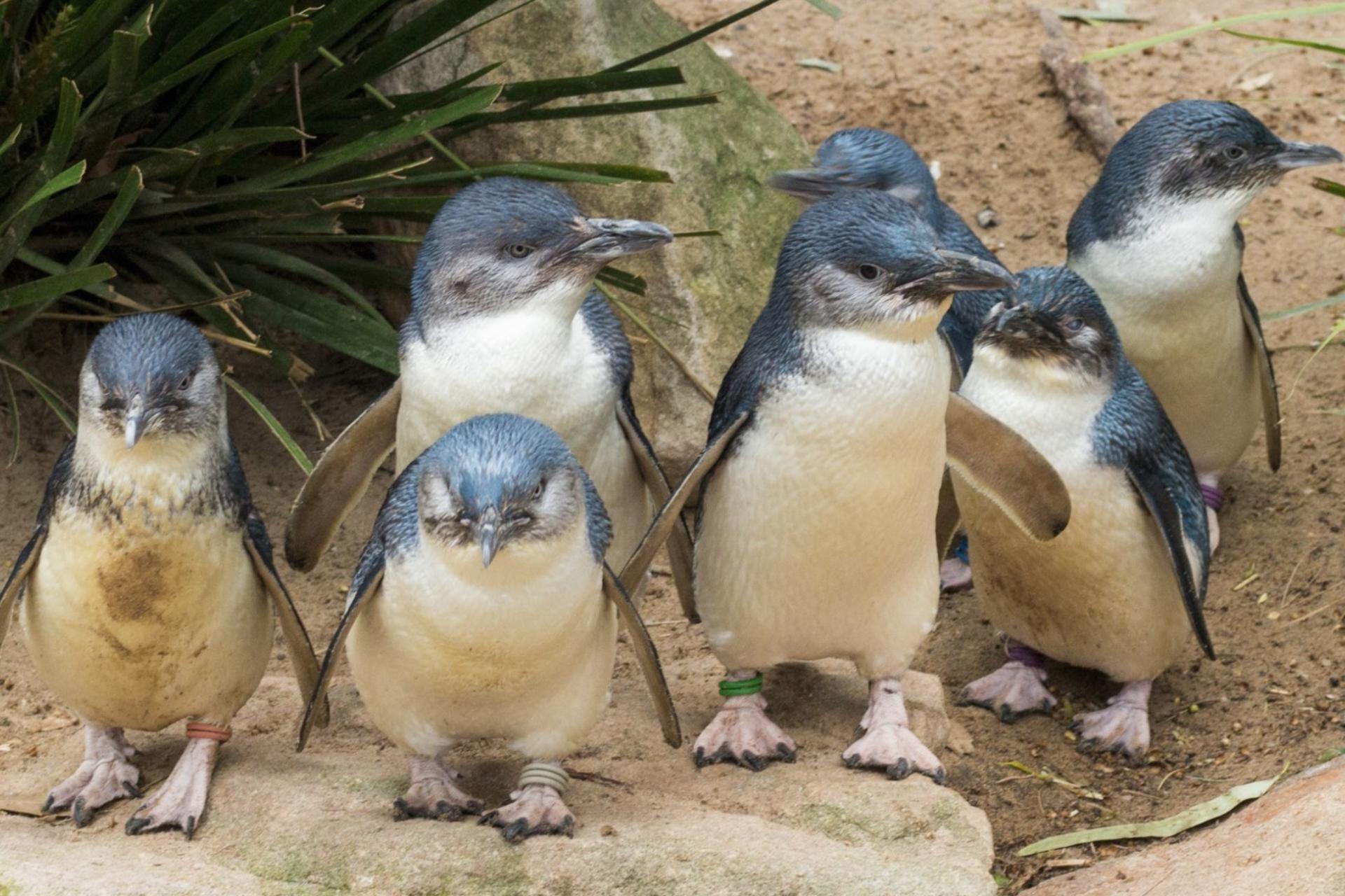 Healesville Sanctuary & Phillip Island Wildlife Guided Day Tour - Thumbnail 5