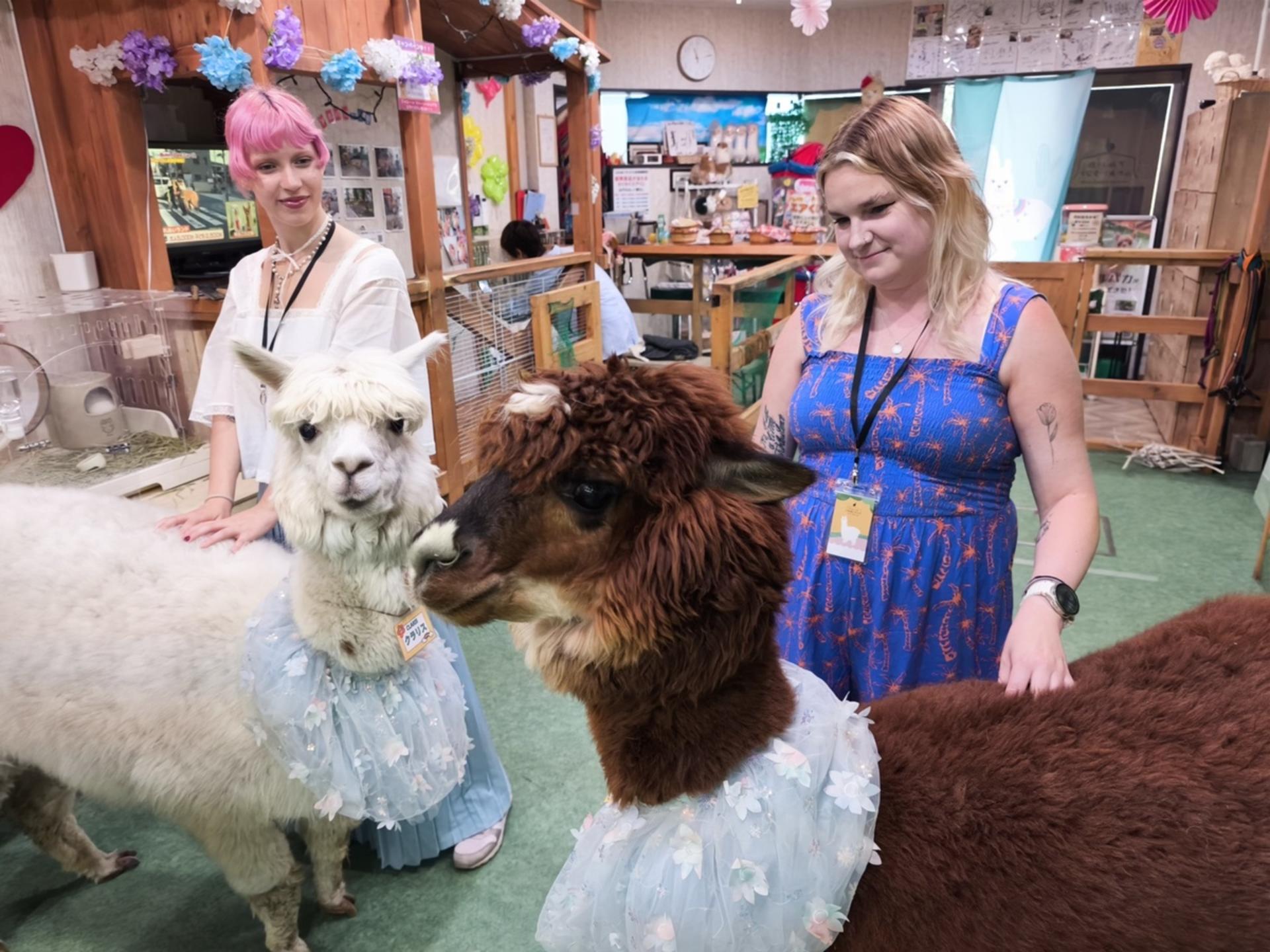 Alpaca Petting Experience in Tokyo【Alpaca Petting Park】 - Thumbnail 11
