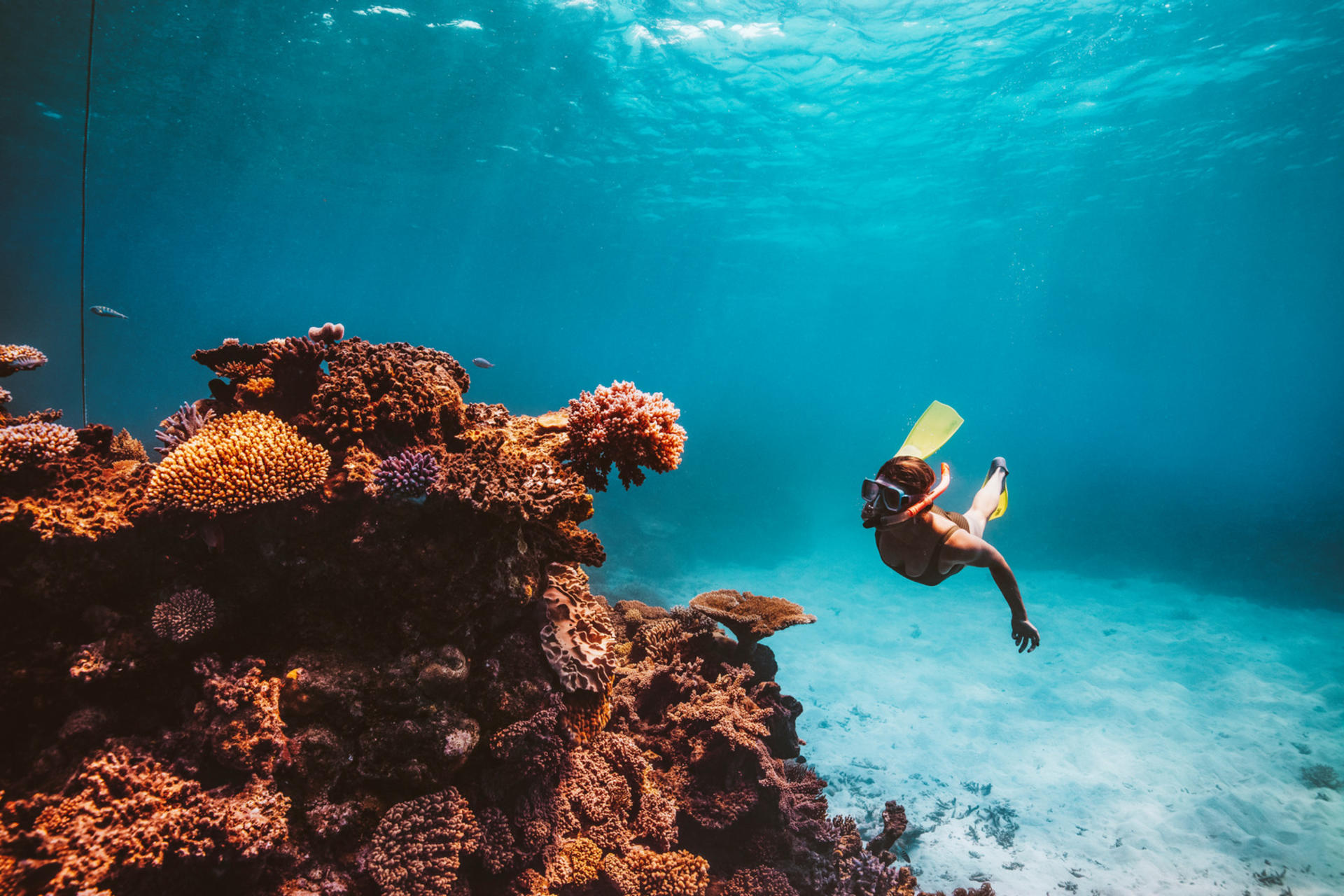 Cairns Great Barrier Reef Snorkel Experience - Thumbnail 4