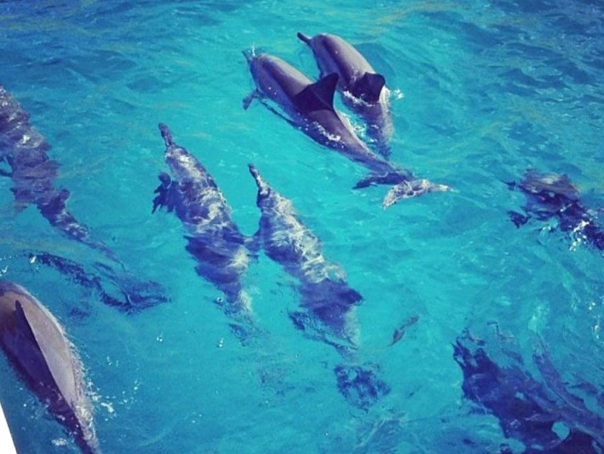 Morning Dolphin and Snorkel Excursion From Waianae Harbor - Thumbnail 4