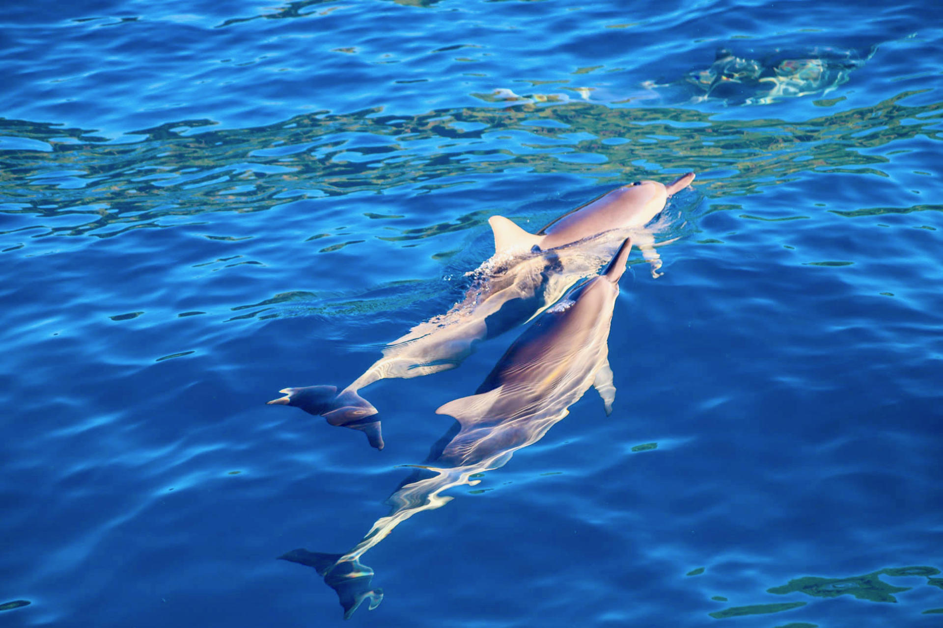 Oahu Dolphin Cruise with Water Activities, Pickup & Lunch Included - Thumbnail 2