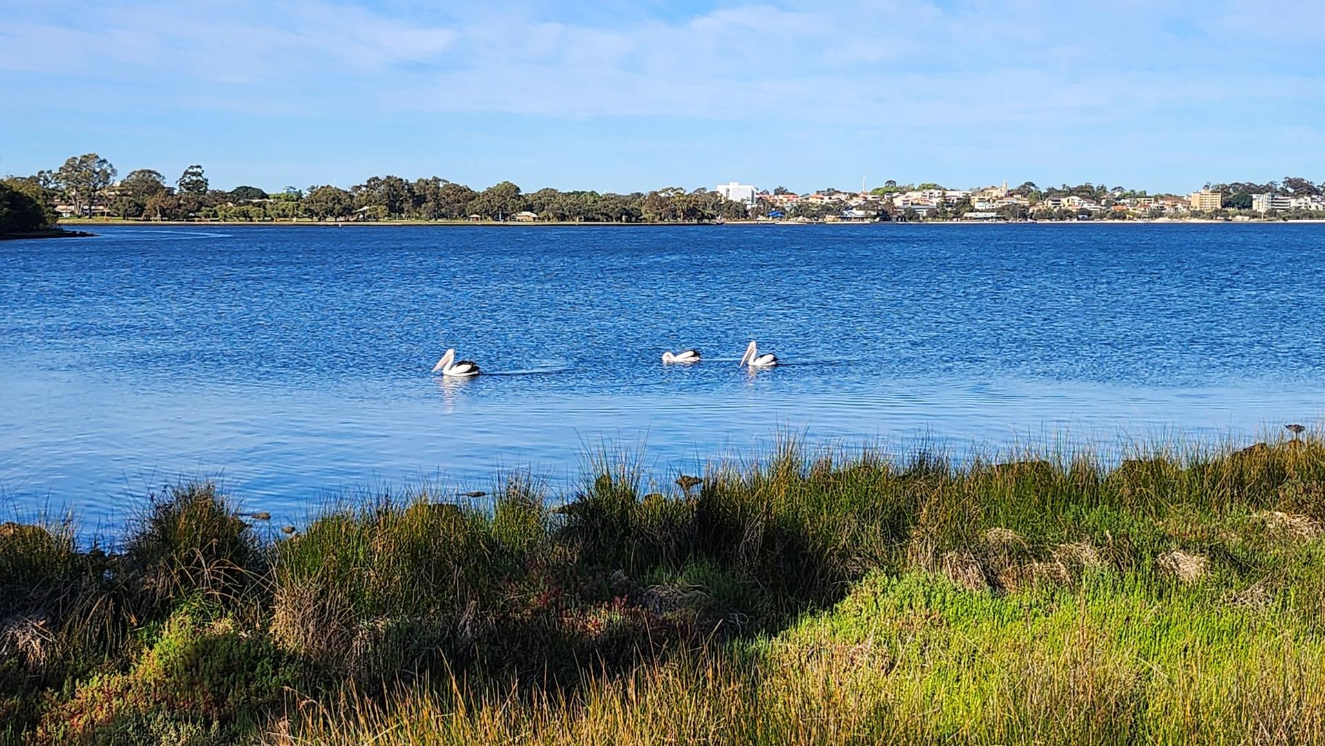 Swan River Morning Sightseeing Cruise with Live Music - Thumbnail 5